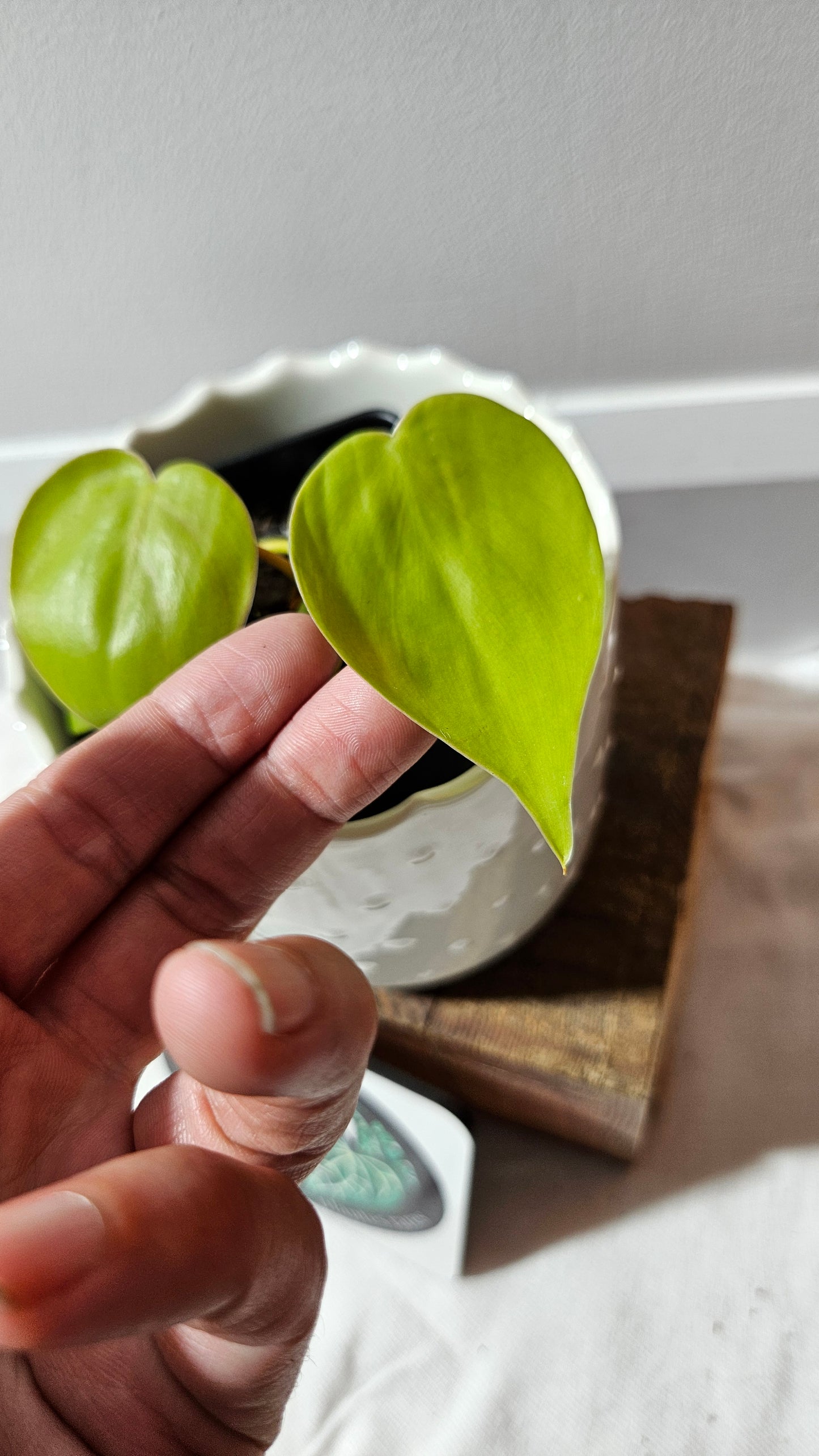 Philodendron Hederaceum Lemon lime (PHI-897)