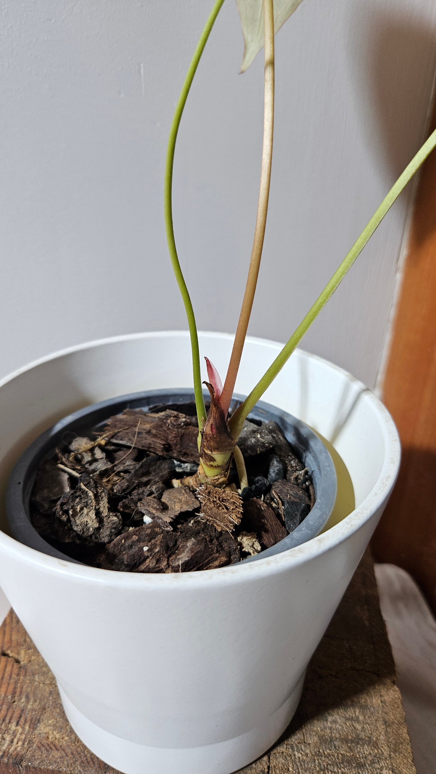 Anthurium Magnificum (équateur) "format MOYEN"(ANT-530)