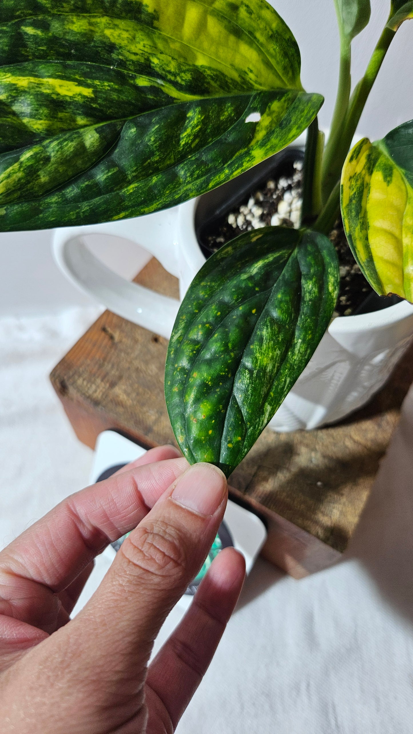 Monstera Karstenianum/Peru Variegata (MON-464)