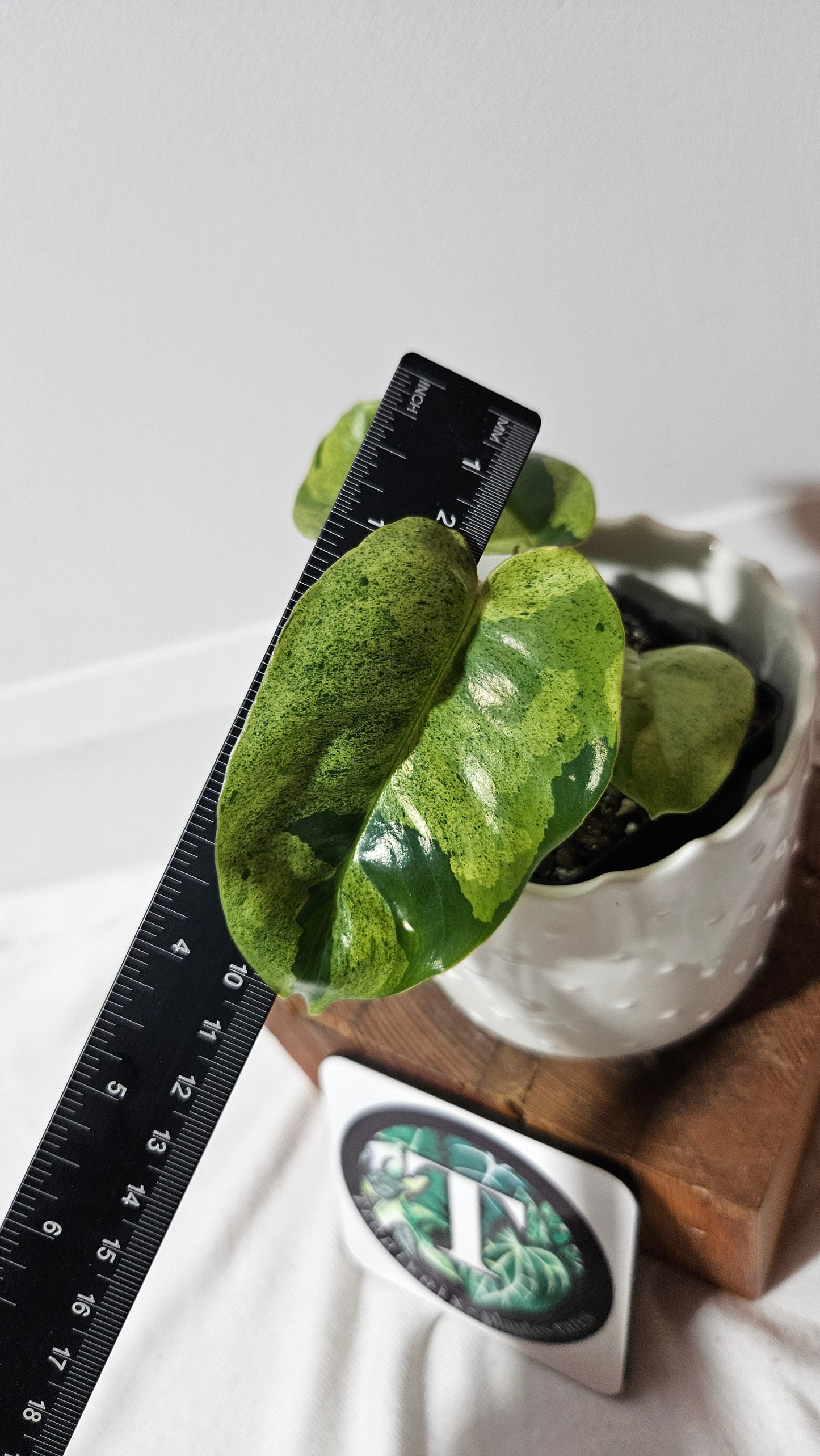 Philodendron BurleMarx Variegata X Paraiso Verde (PHI-858)