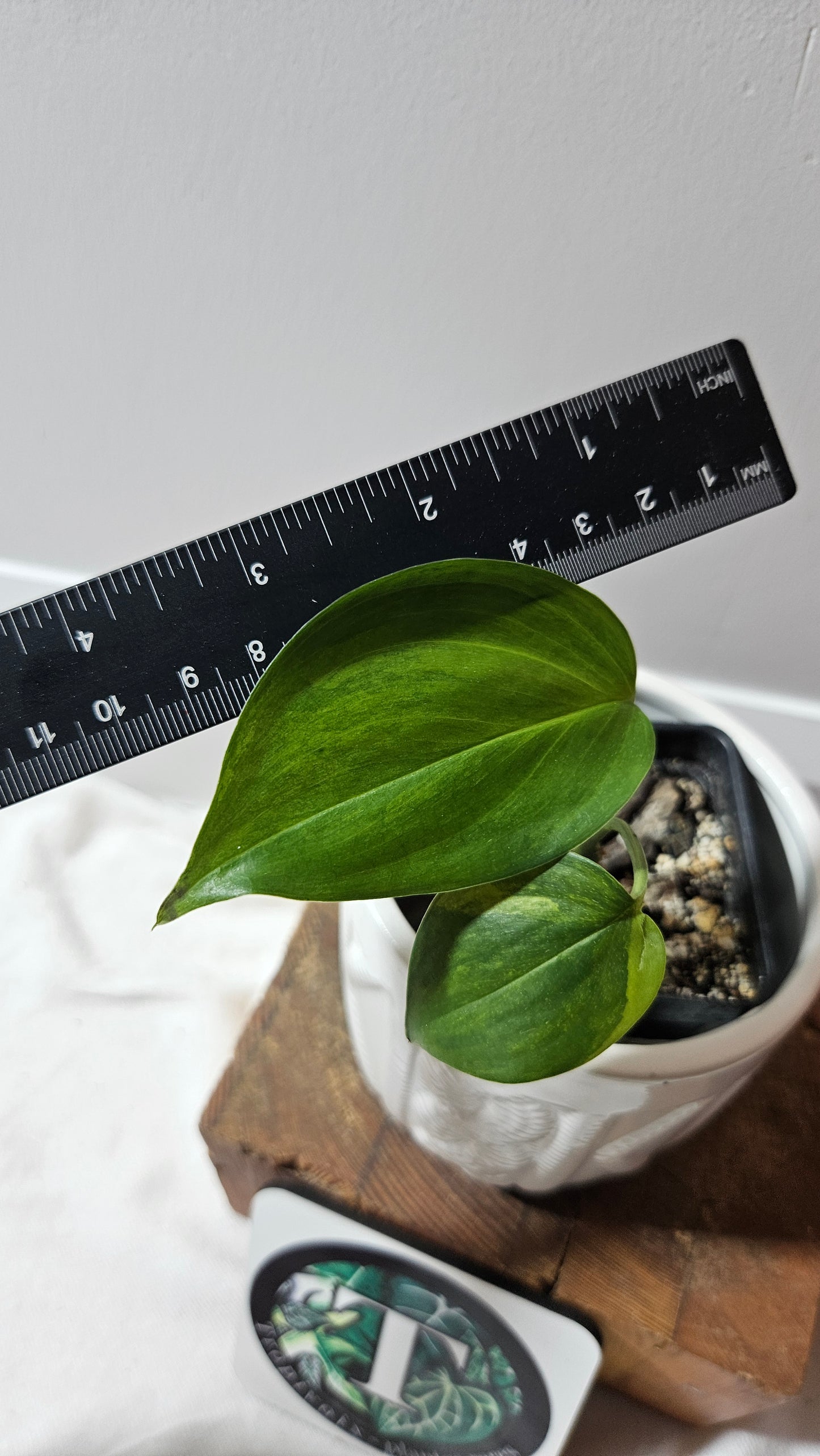 Scindapsus Blue Aurea (SCI-458)