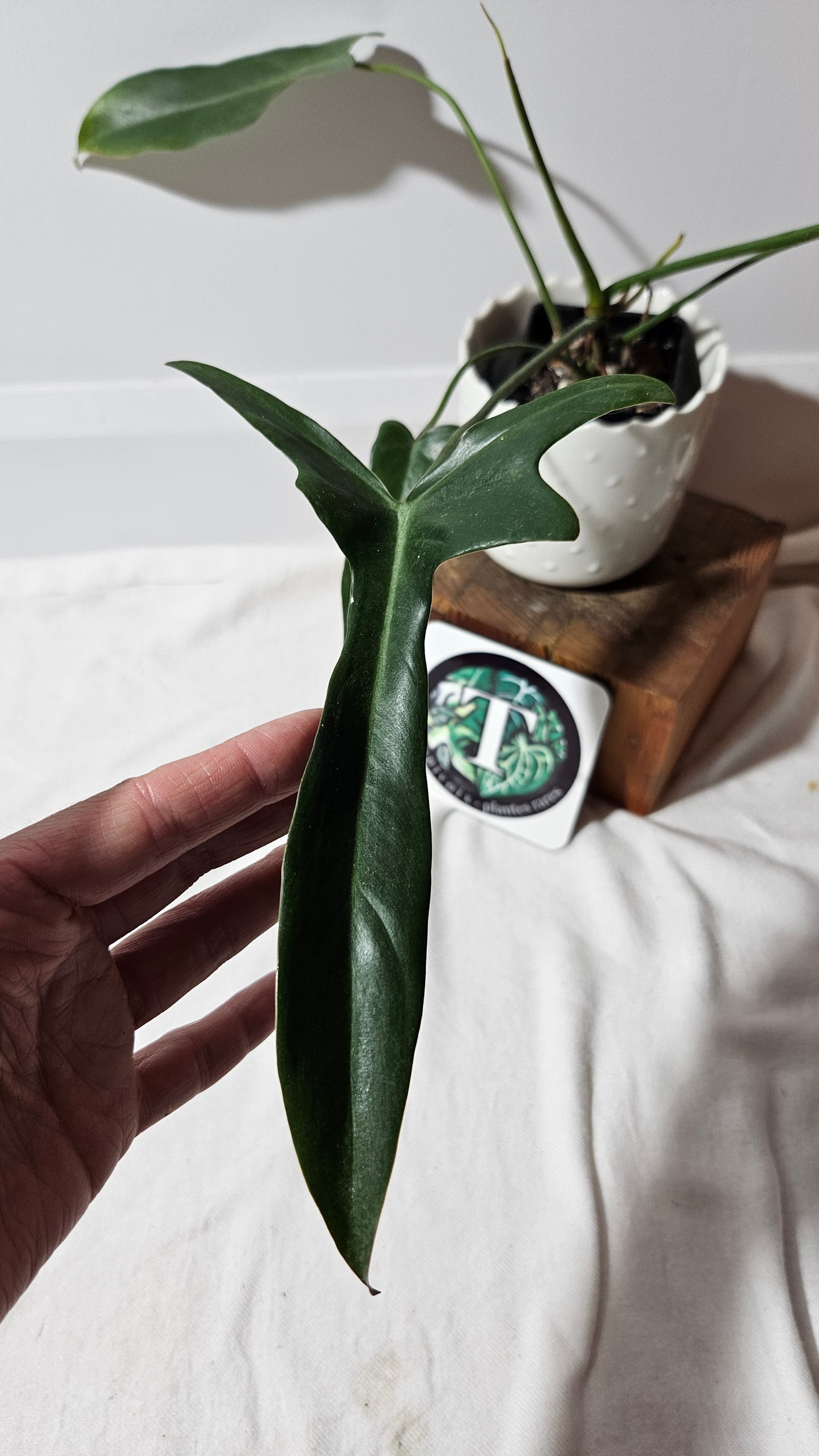 Philodendron Longilobatum (PHI-400)