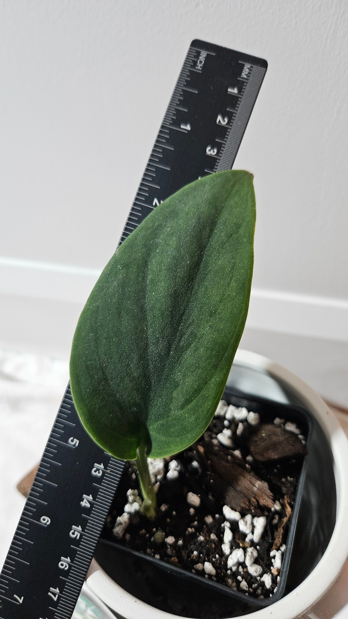 Scindapsus Blurik (SCI-1294)