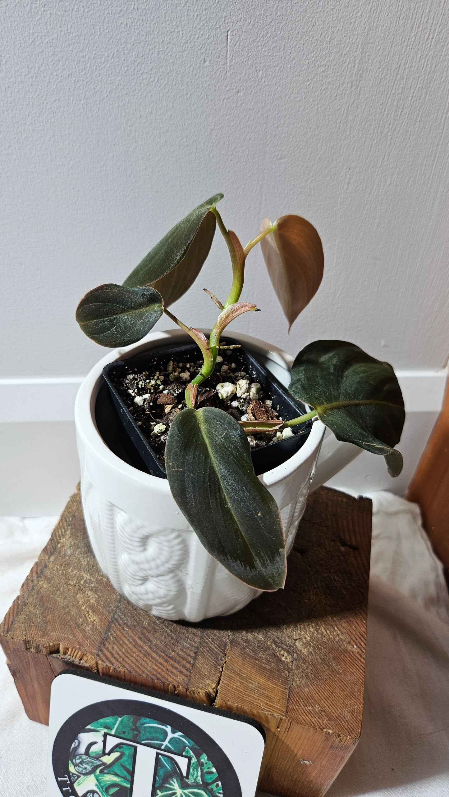 Philodendron Gigas (PHI-908)