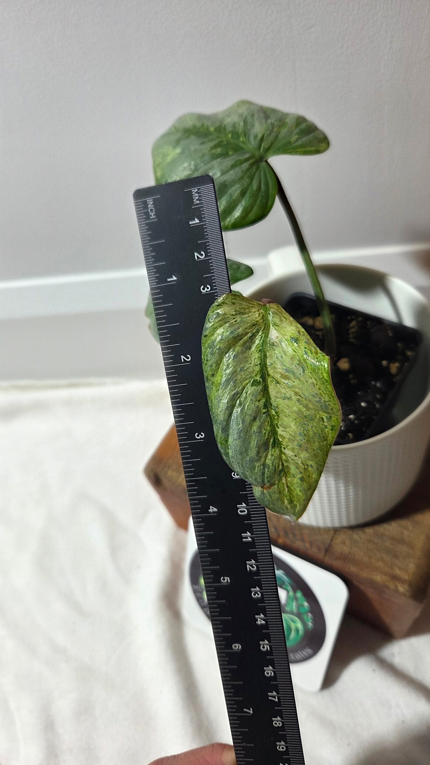 Philodendron Sodiroi Variegata (PHI-512)