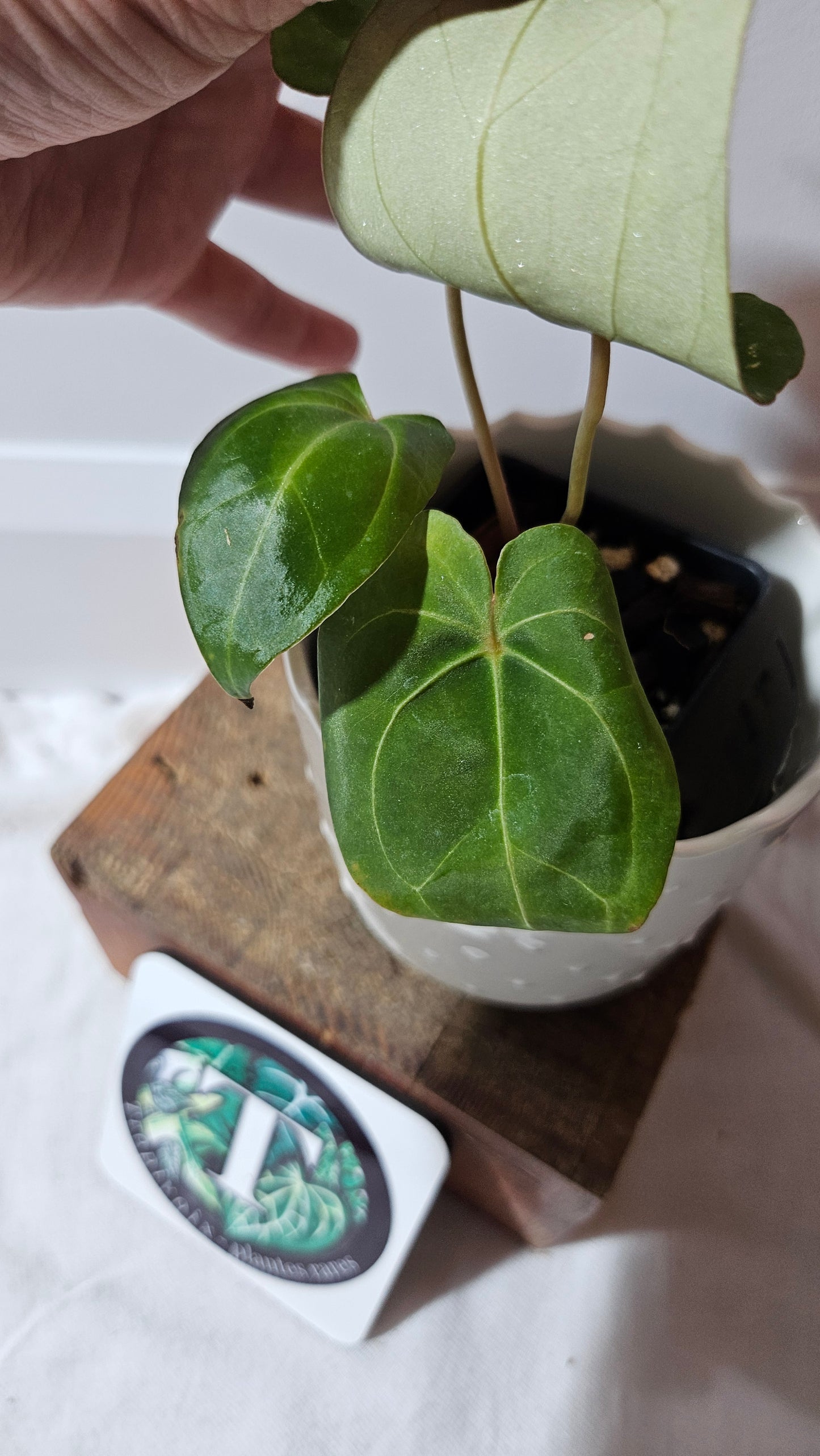 Anthurium Papillilaminum Legend "format PETIT" (ANT-510)