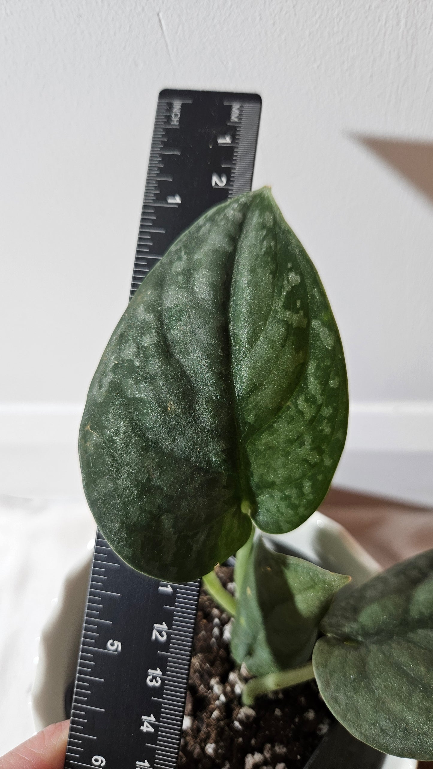 Scindapsus Dark Splash Bornéo (SCI-1019)