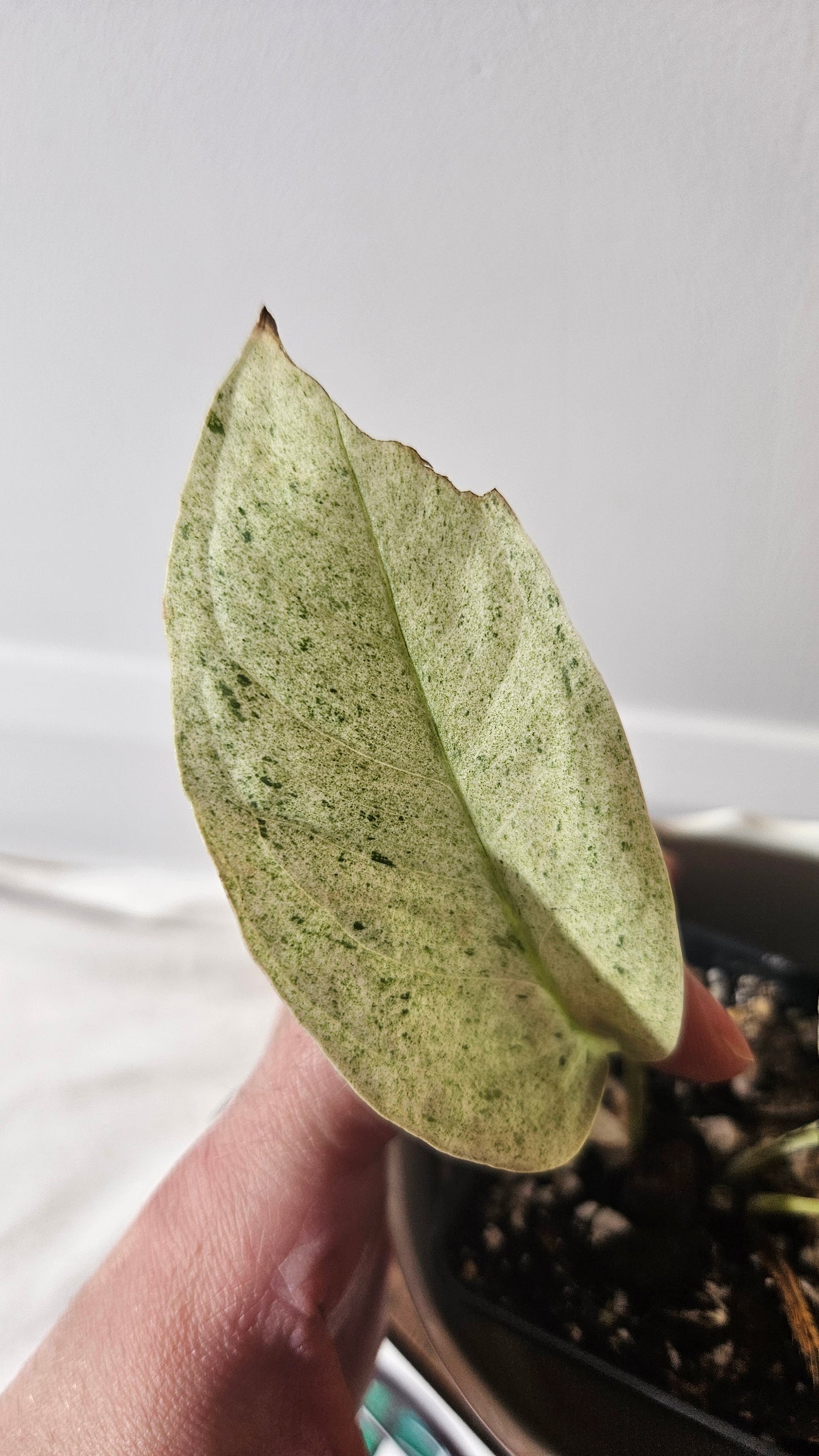 Monstera Laniata Mint (MON-392)