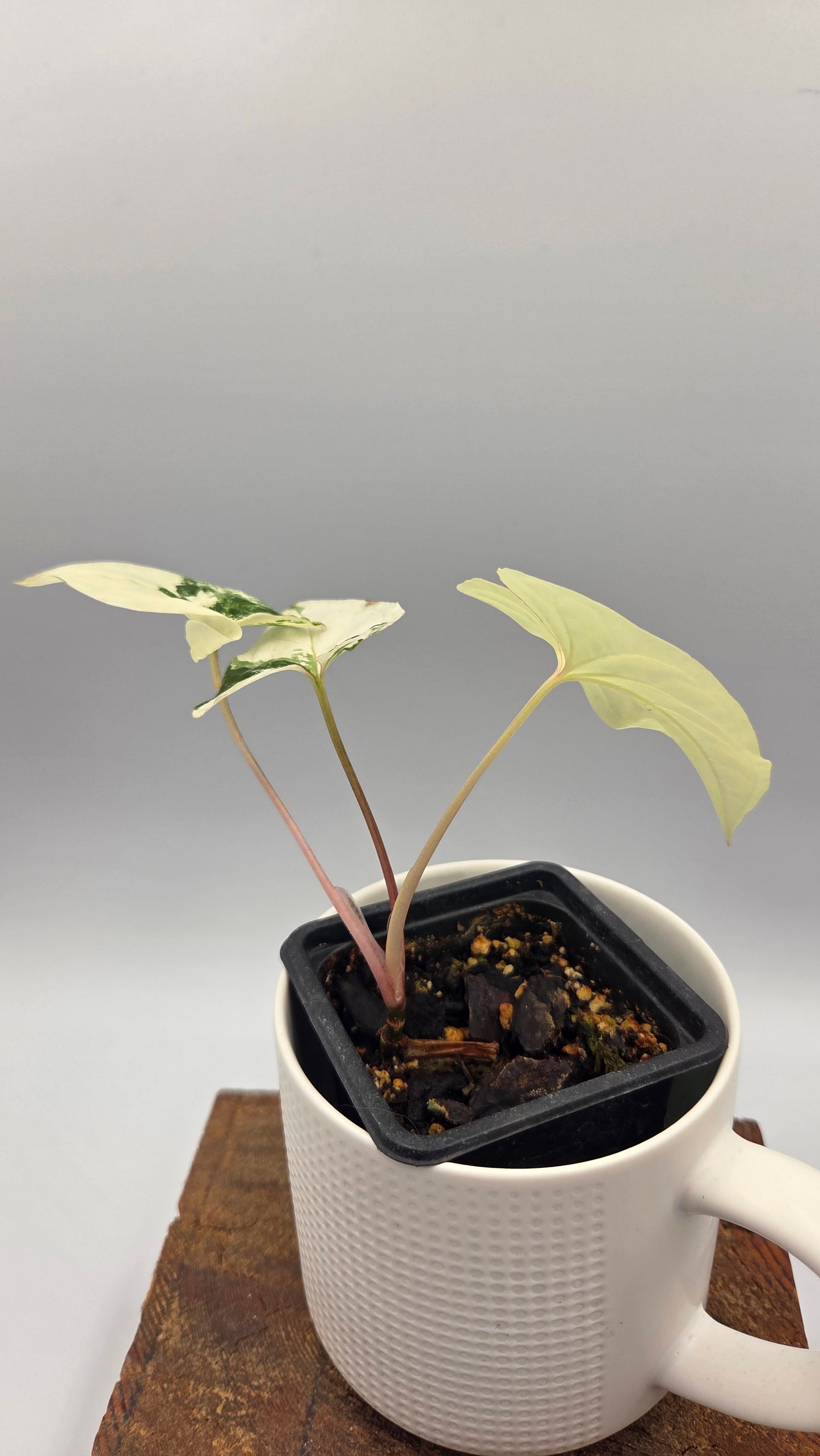 Syngonium Albo (SYN-328)