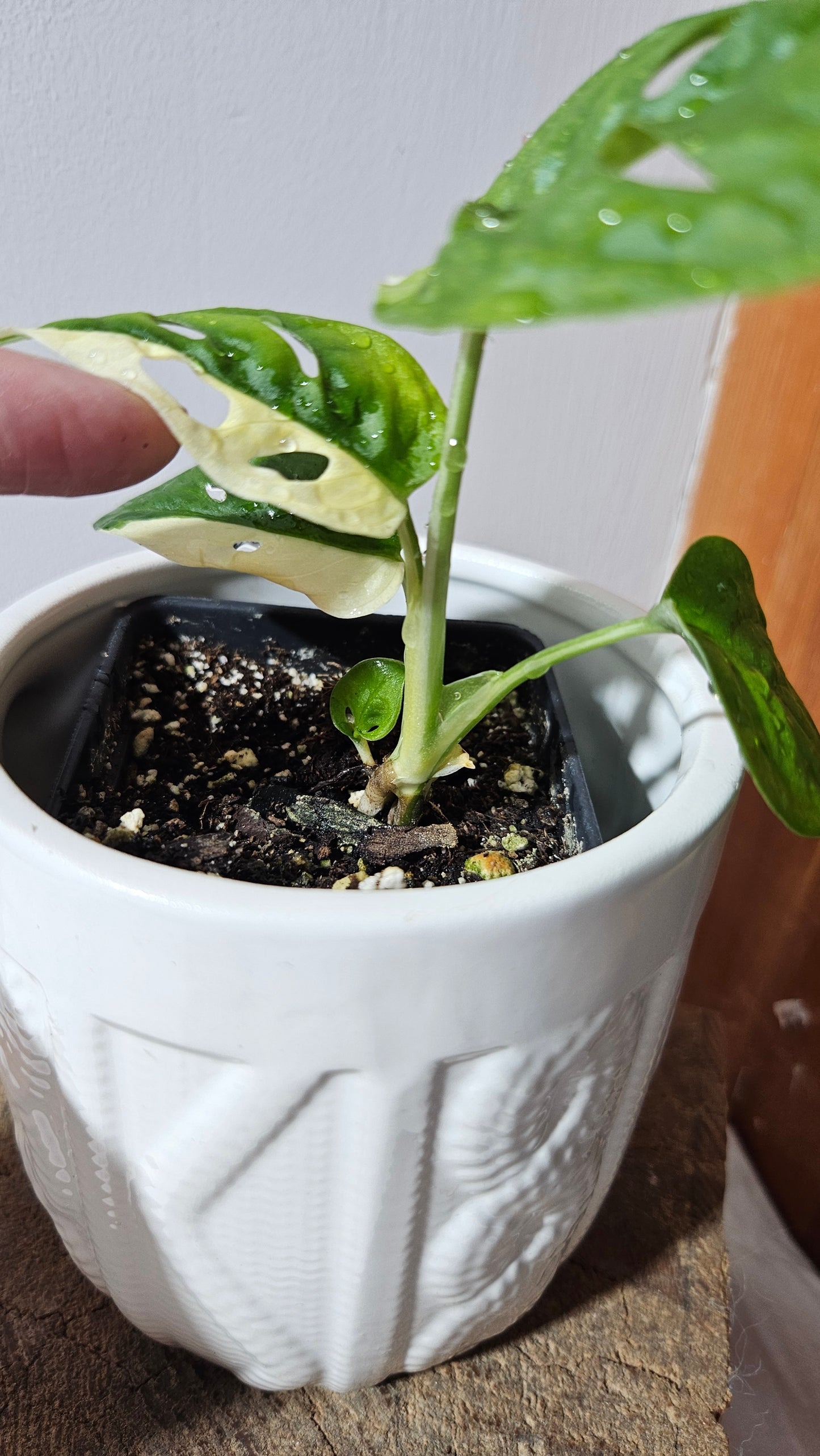 Monstera Andasonii Albo (MON-472)