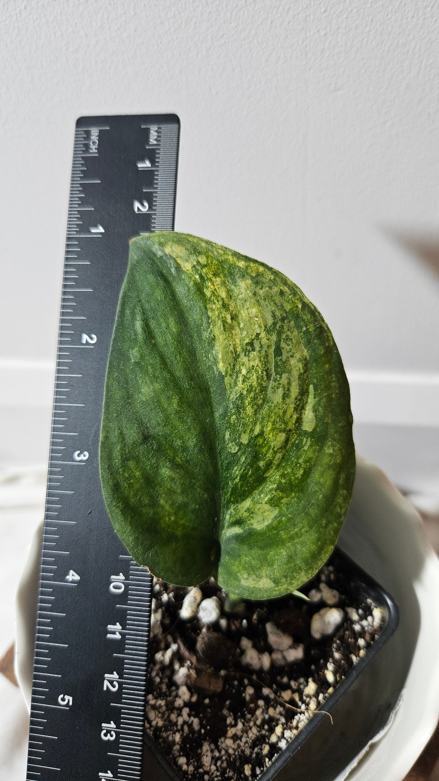 Scindapsus Silver Splash "Green on Green" (SCI-765)