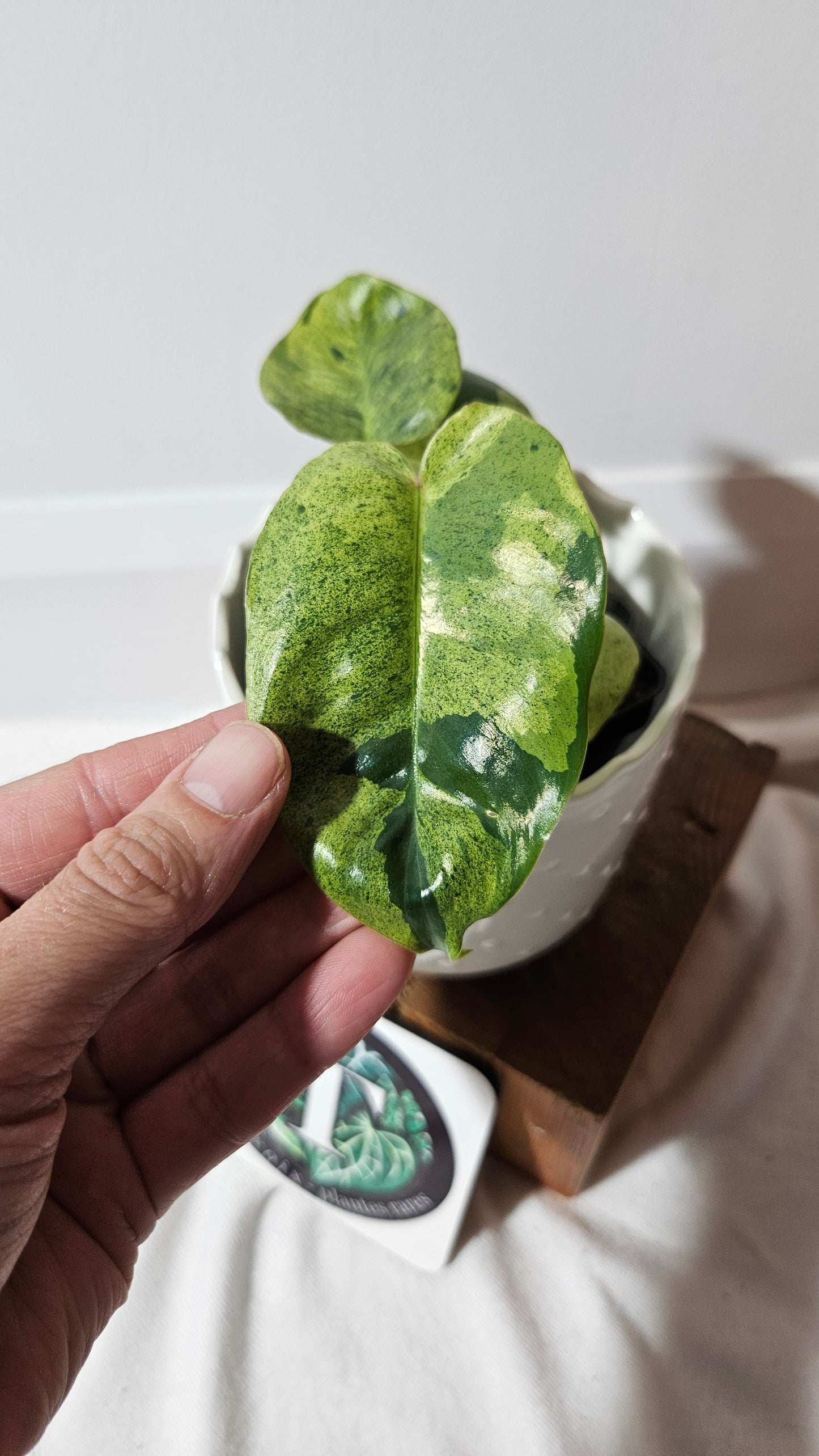 Philodendron BurleMarx Variegata X Paraiso Verde (PHI-858)