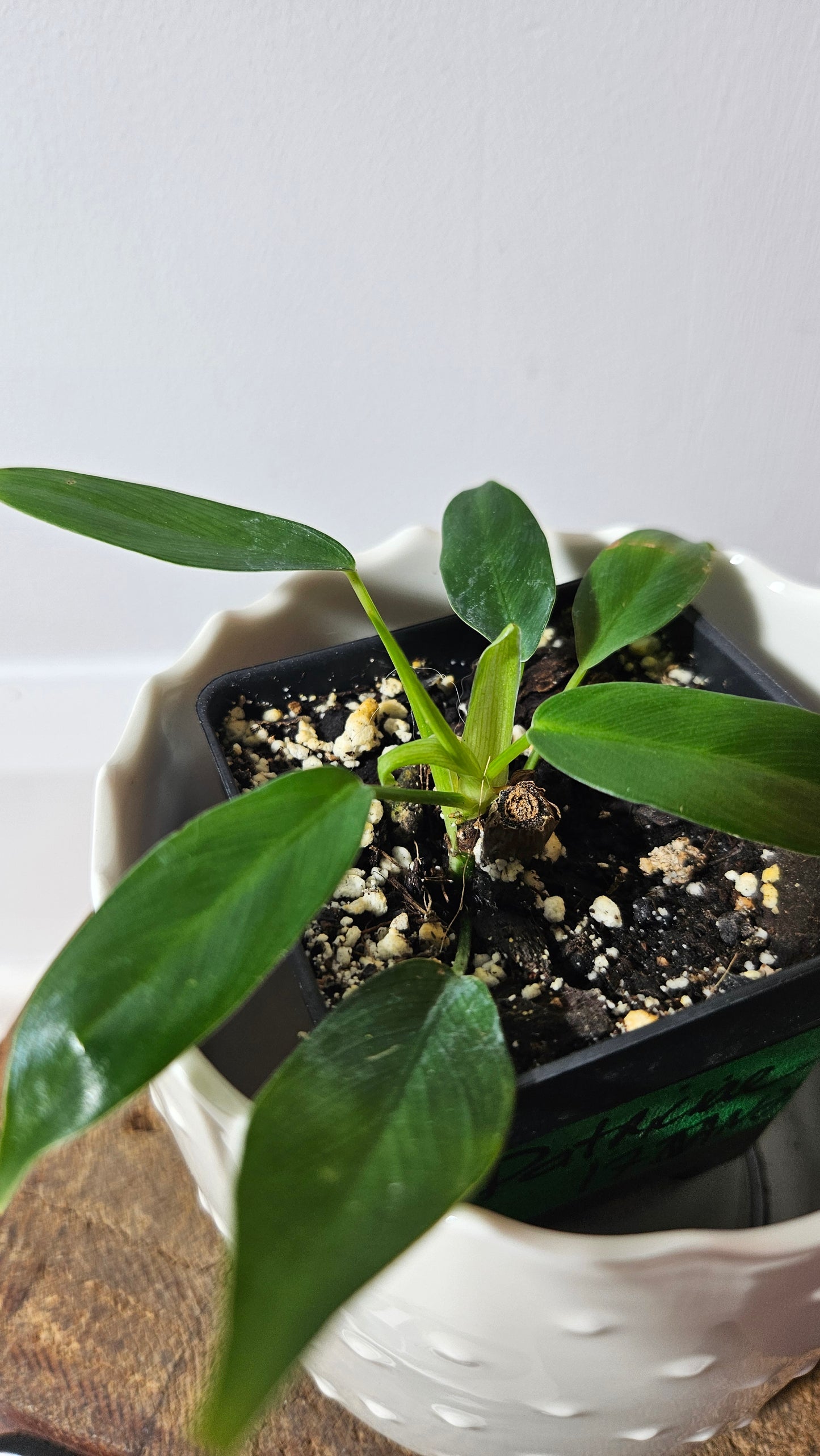 Philodendron Patriciae (PHI-748)