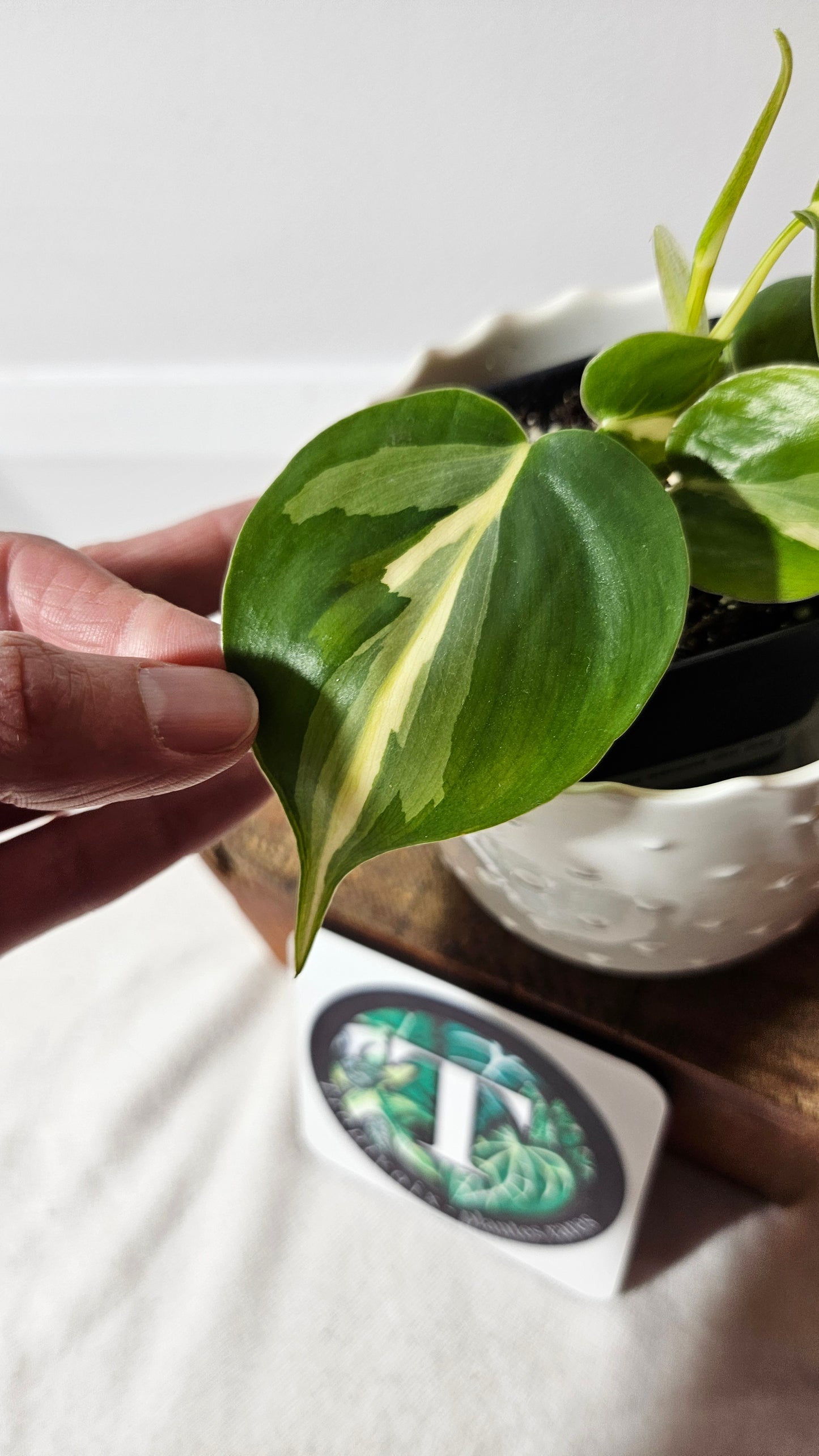 Philodendron Hederaceum Silver Stripe (PHI-738)