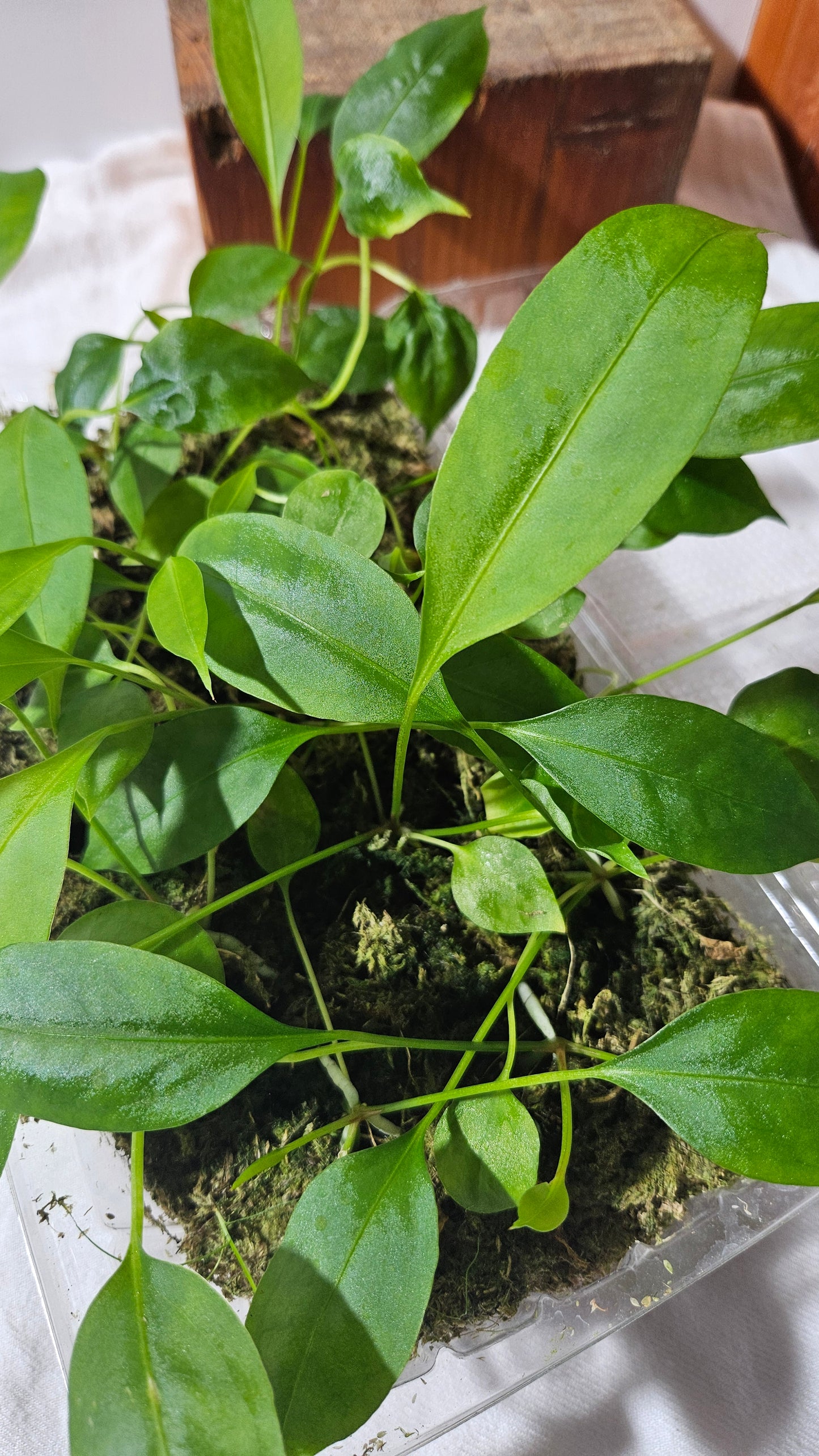 Anthurium Gracile "format SEEDLING"