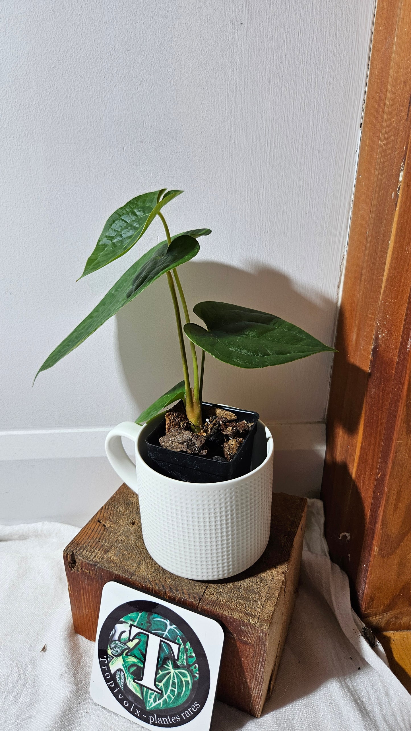 Anthurium Forgetti X Luxurians "format MOYEN" (ANT-634)