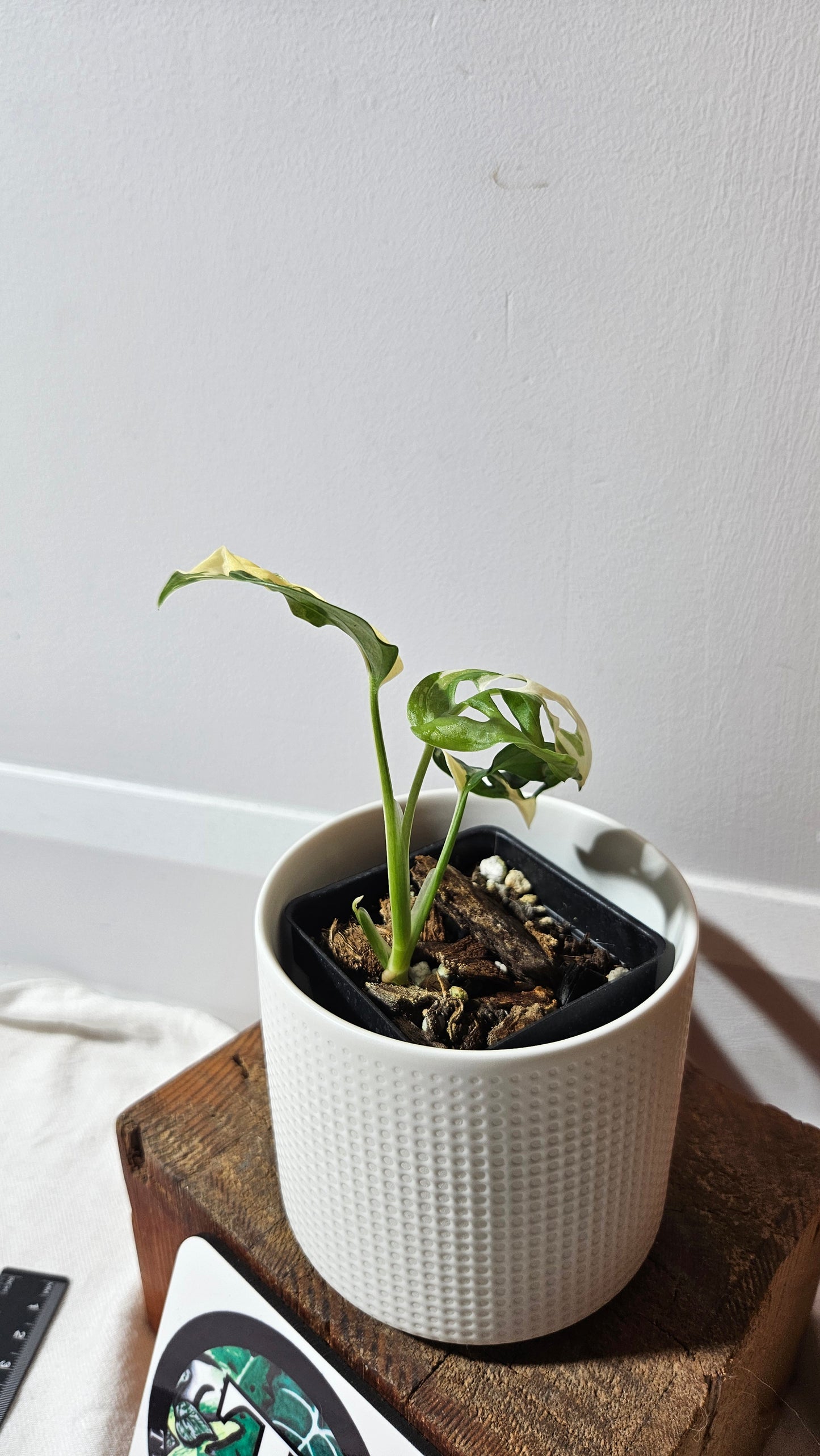 Monstera Andasonii Tricolore (MON-333)