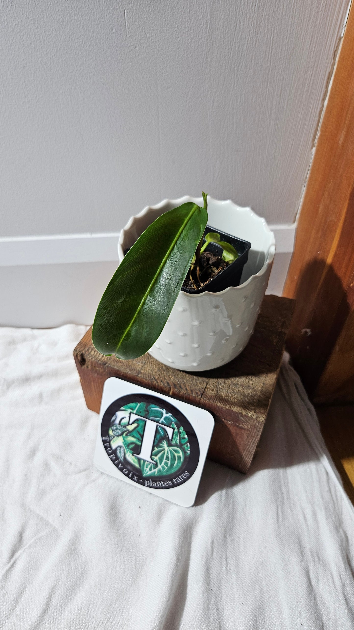 Philodendron Patriciae (PHI-886)
