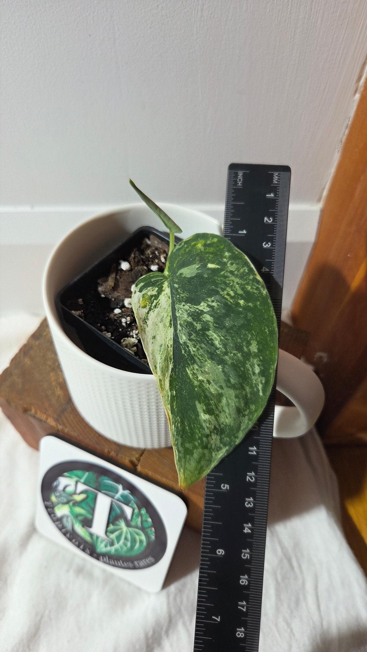 Scindapsus Dark satin Tricolore (SCI-1370)