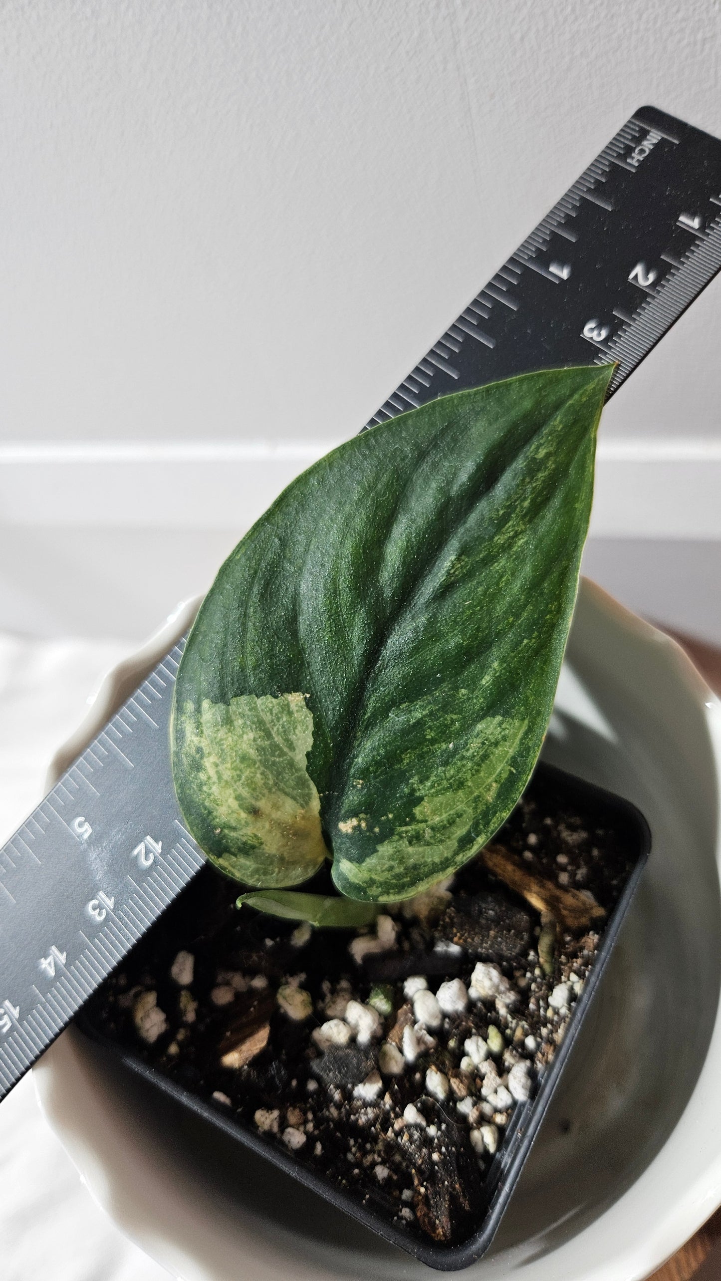 Scindapsus Jade Satin Albo (SCI-751)