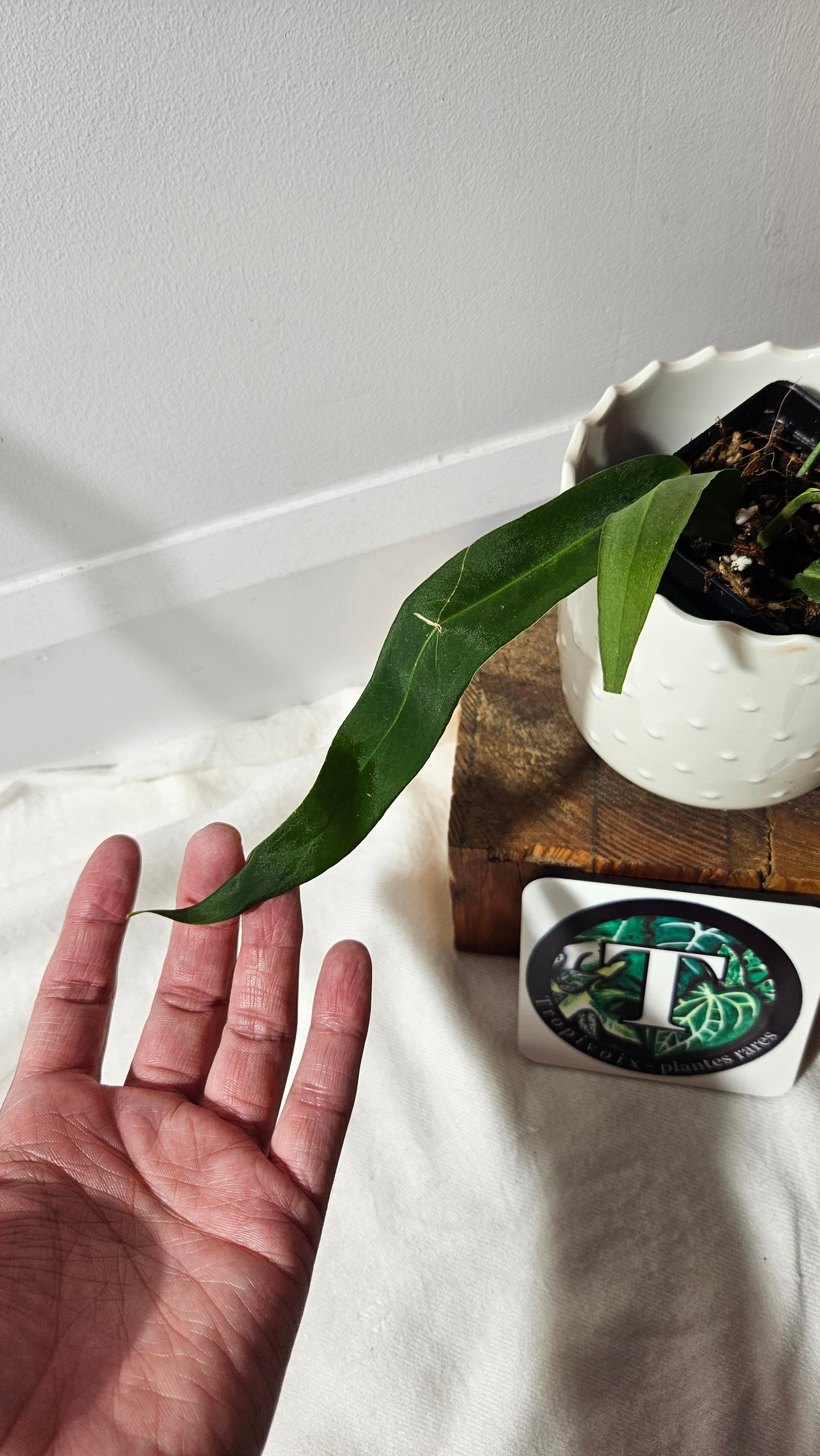 Anthurium Pallidiflorum Narrow "format MOYEN"(ANT-420)