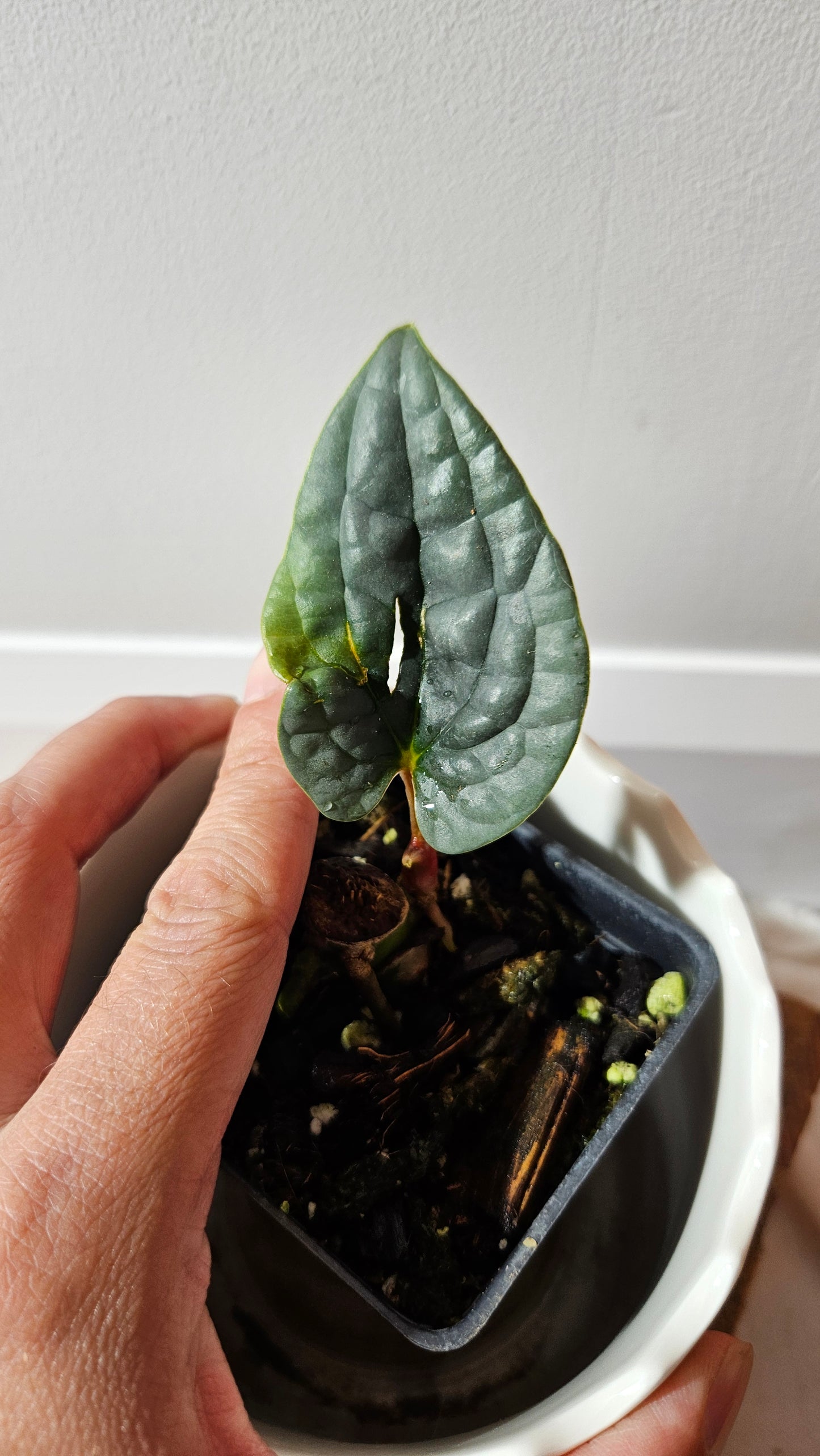 Anthurium Luxurians Velvet Sharp "MEDIUM size" (ANT-166)