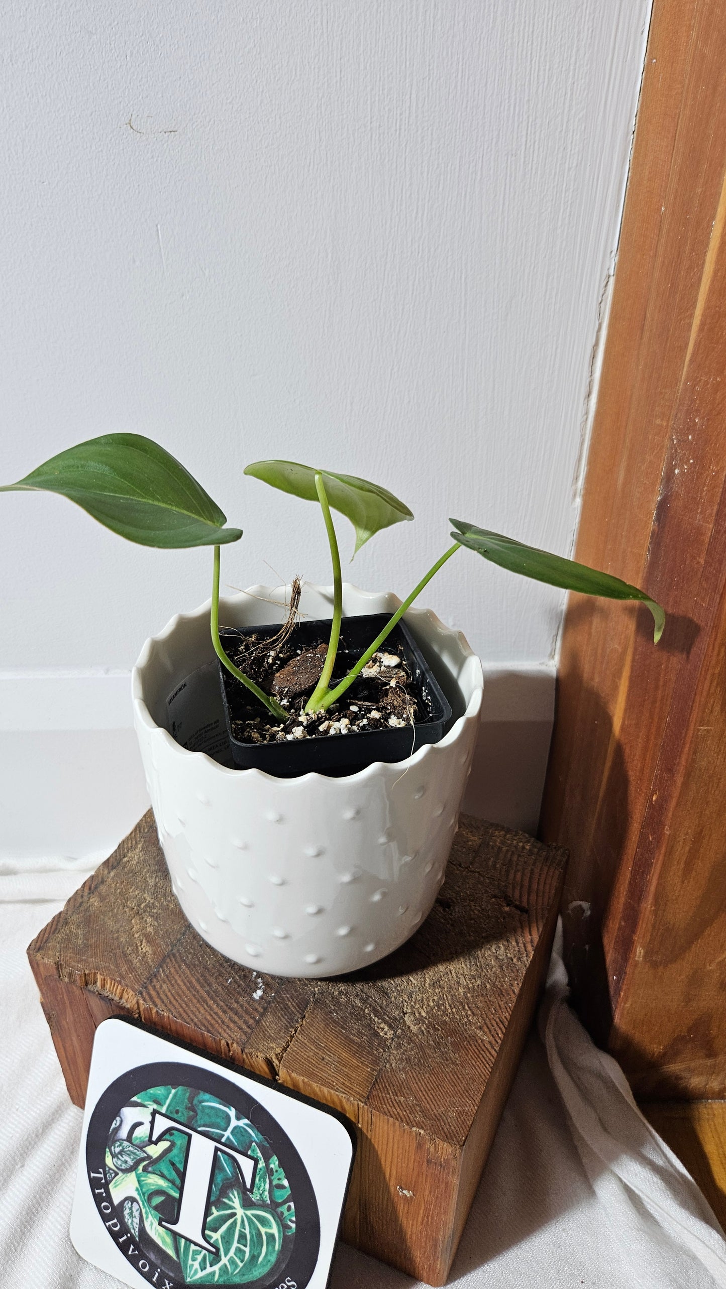 Philodendron Pastazanum (PHI-823)