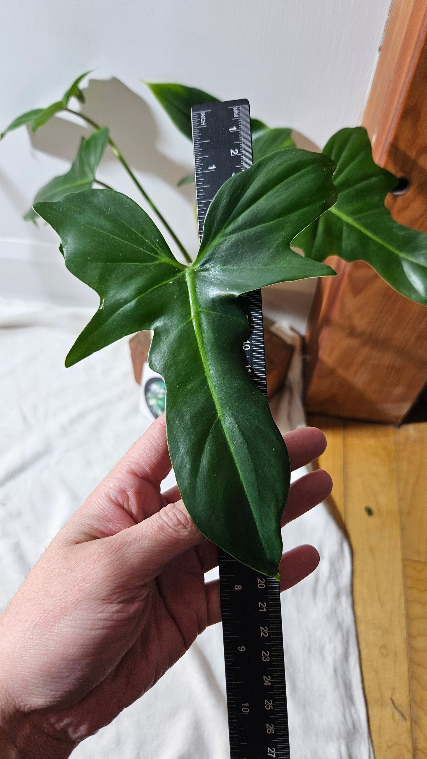 Philodendron Golden Dragon (PHI-684)