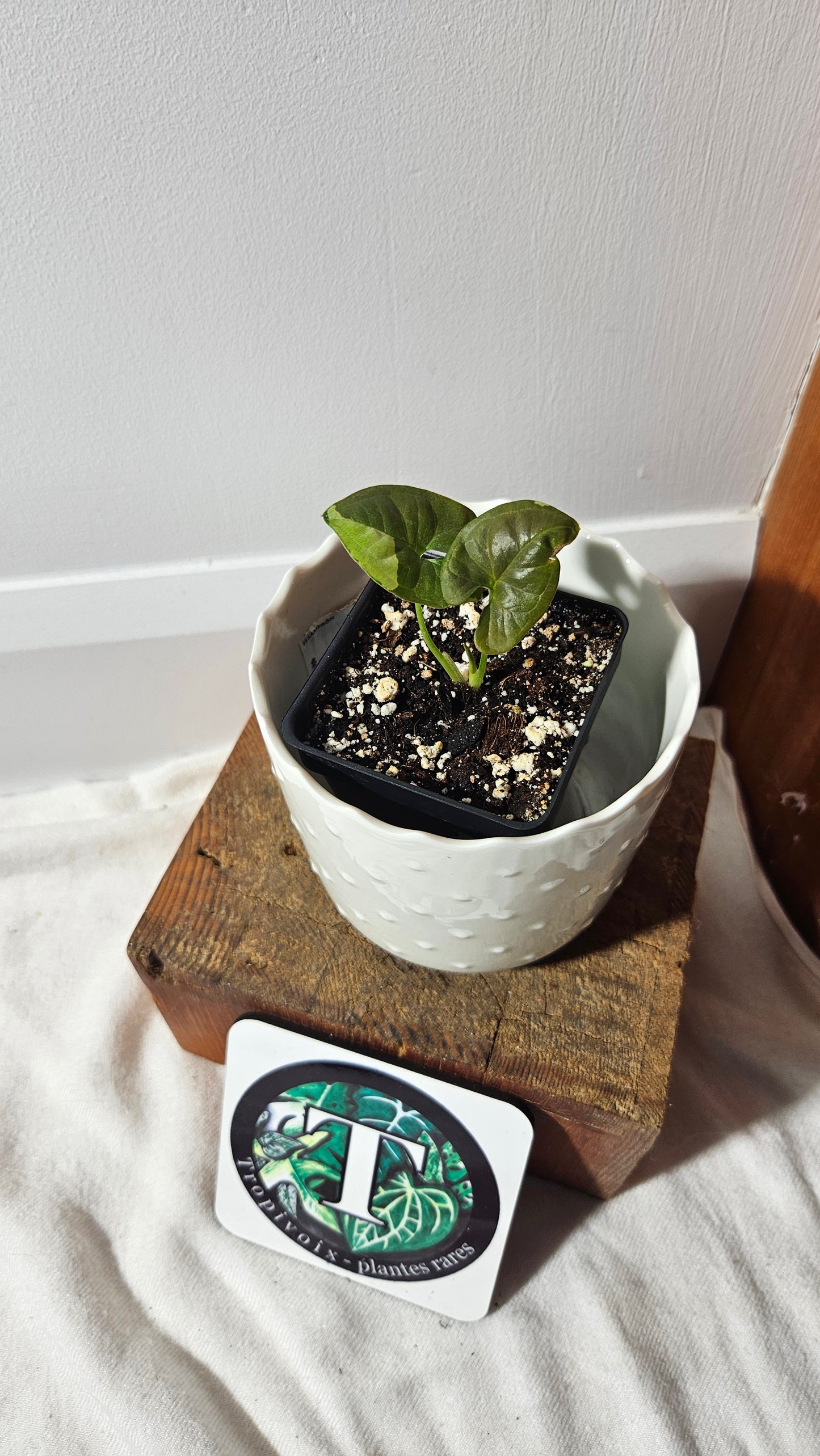 Syngonium Chocolate Confetti (SYN-409)