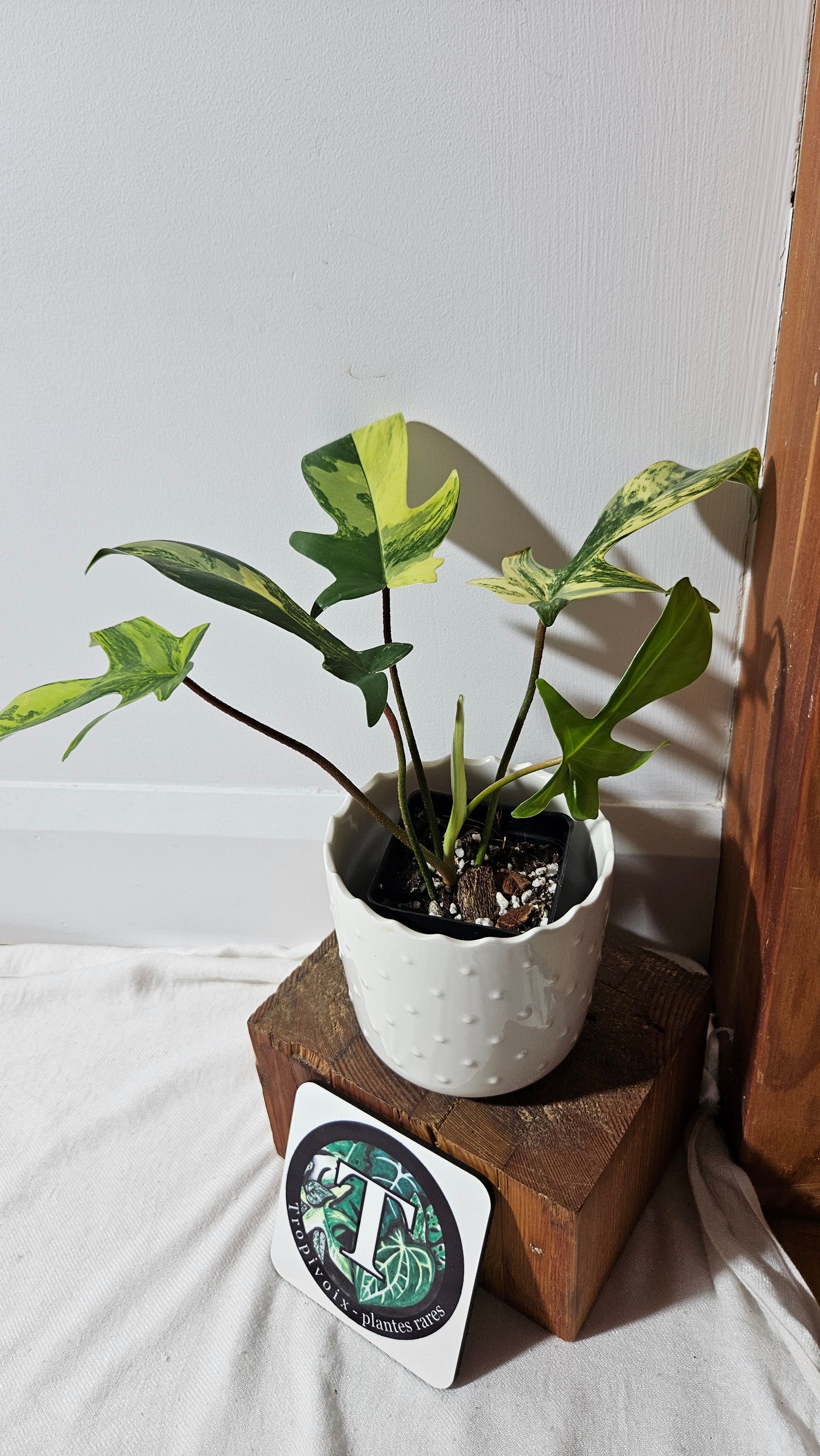 Philodendron Florida Beauty (PHI-817)