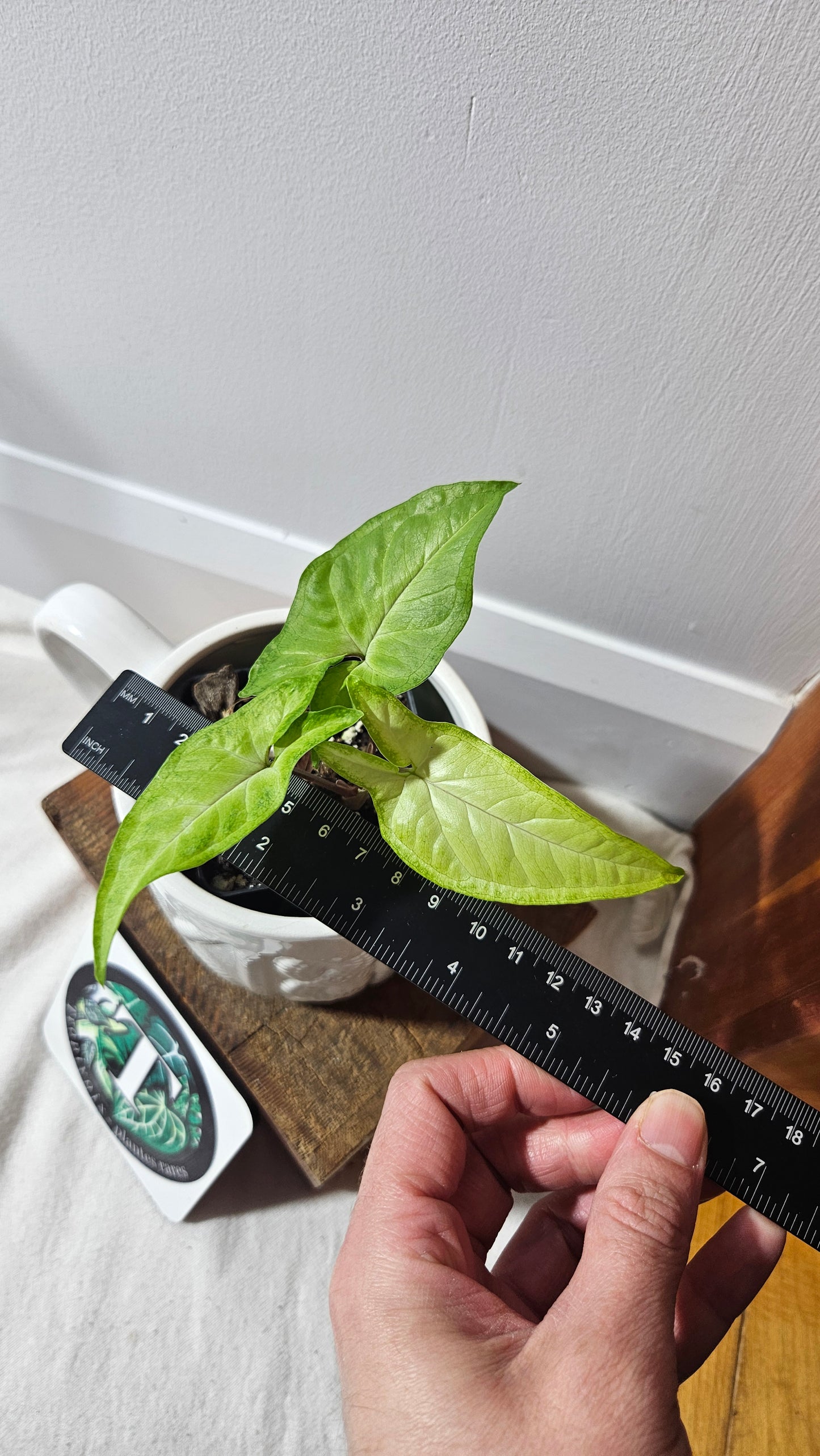 Syngonium Angustatum Lemon (SYN-377)