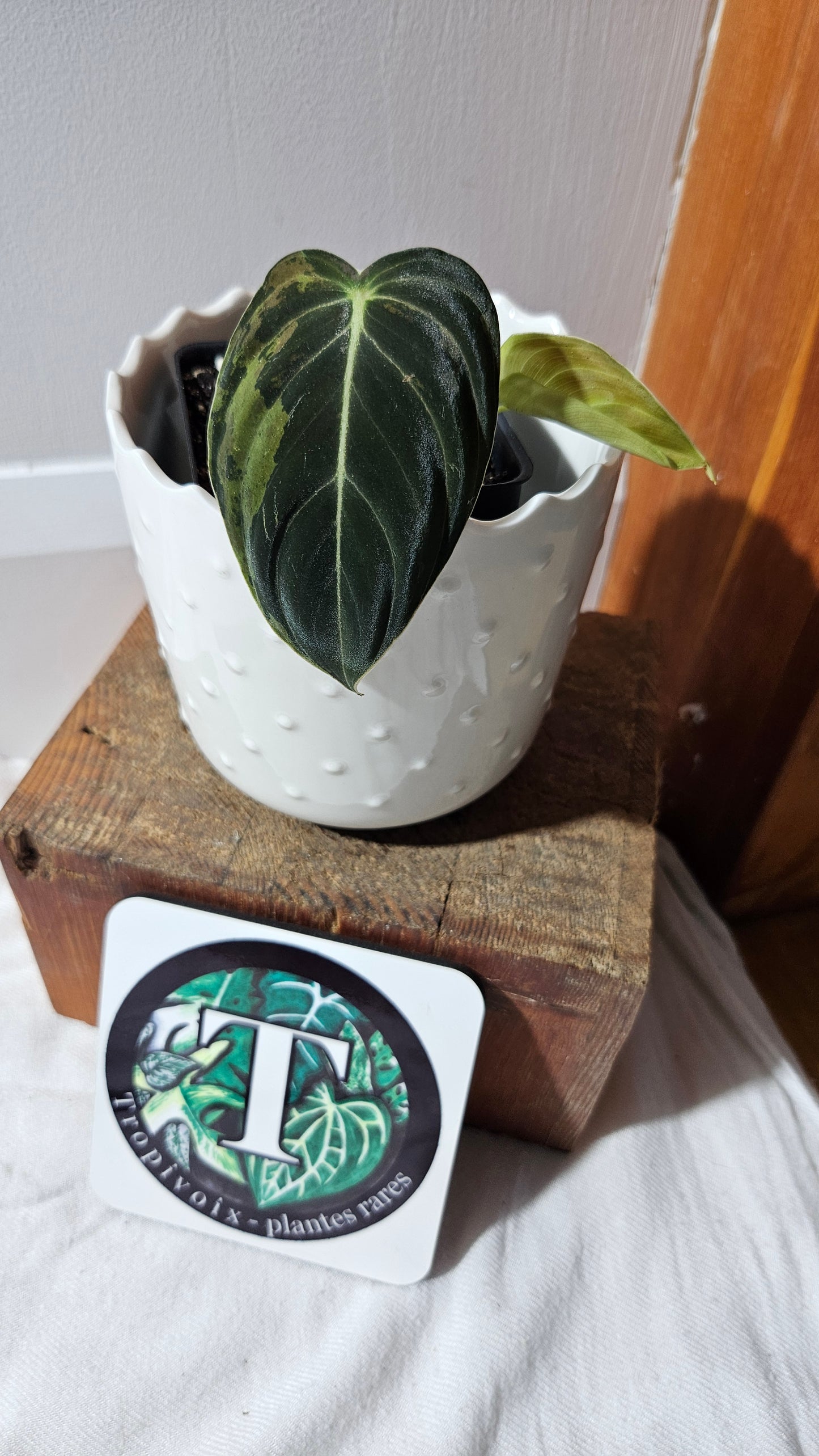 Philodendron Melanochrysum Variegata (PHI-867)
