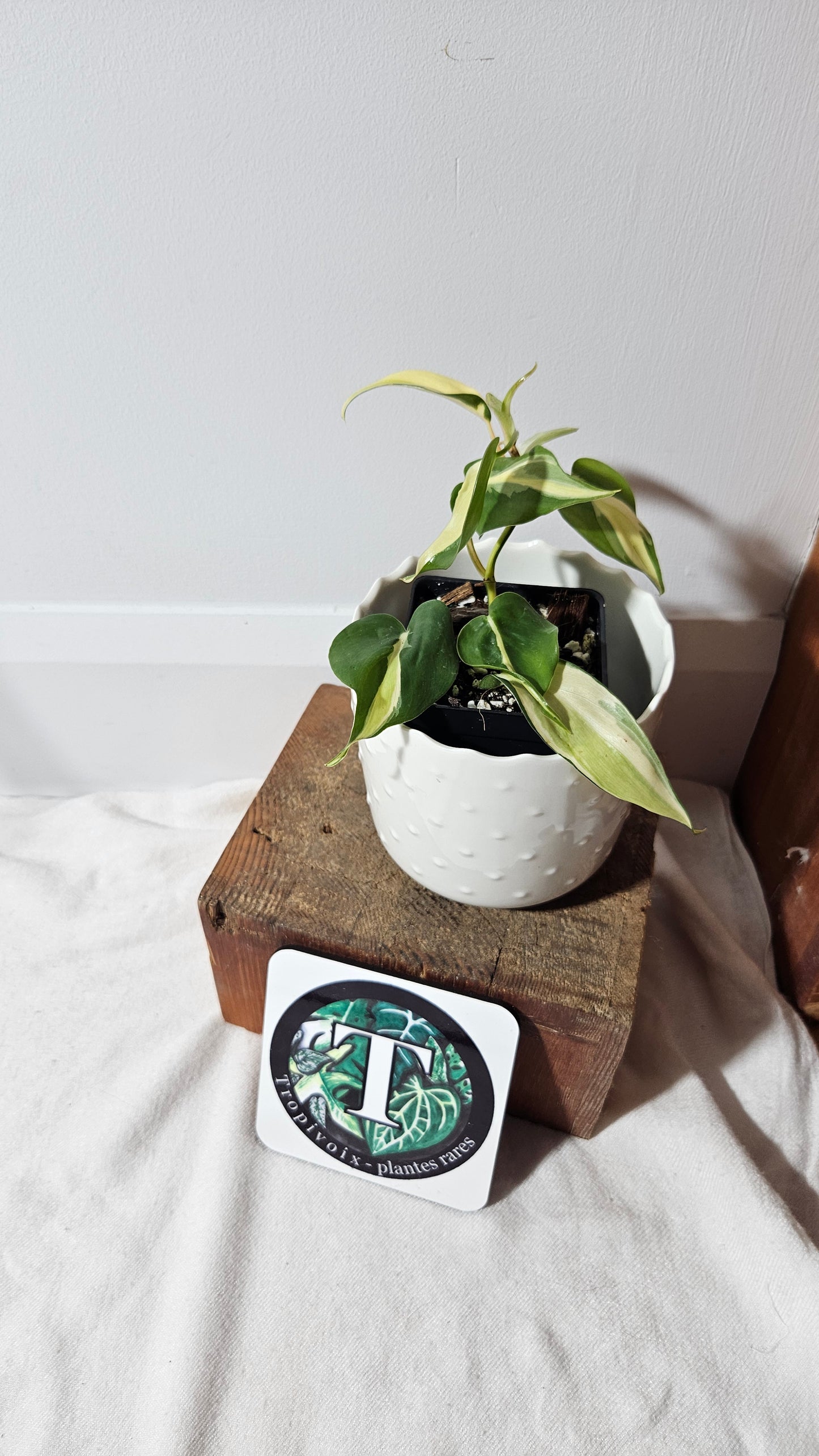 Philodendron Hederaceum Silver Stripe (PHI-737)