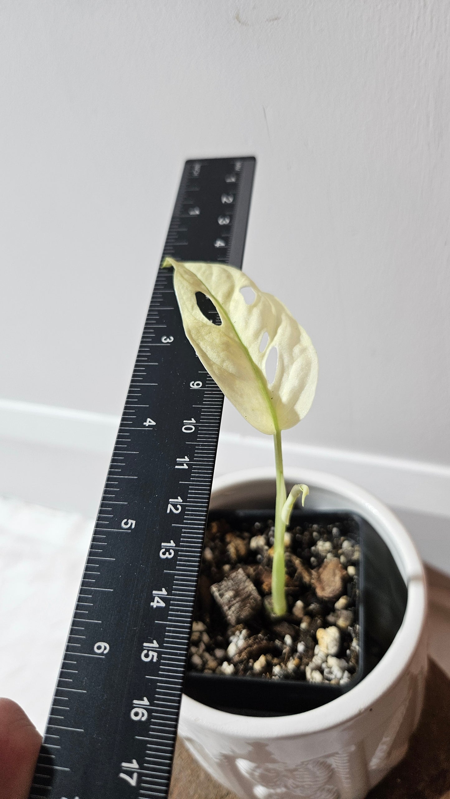 Monstera Andasonii Archipelago Ghost (MON-469)