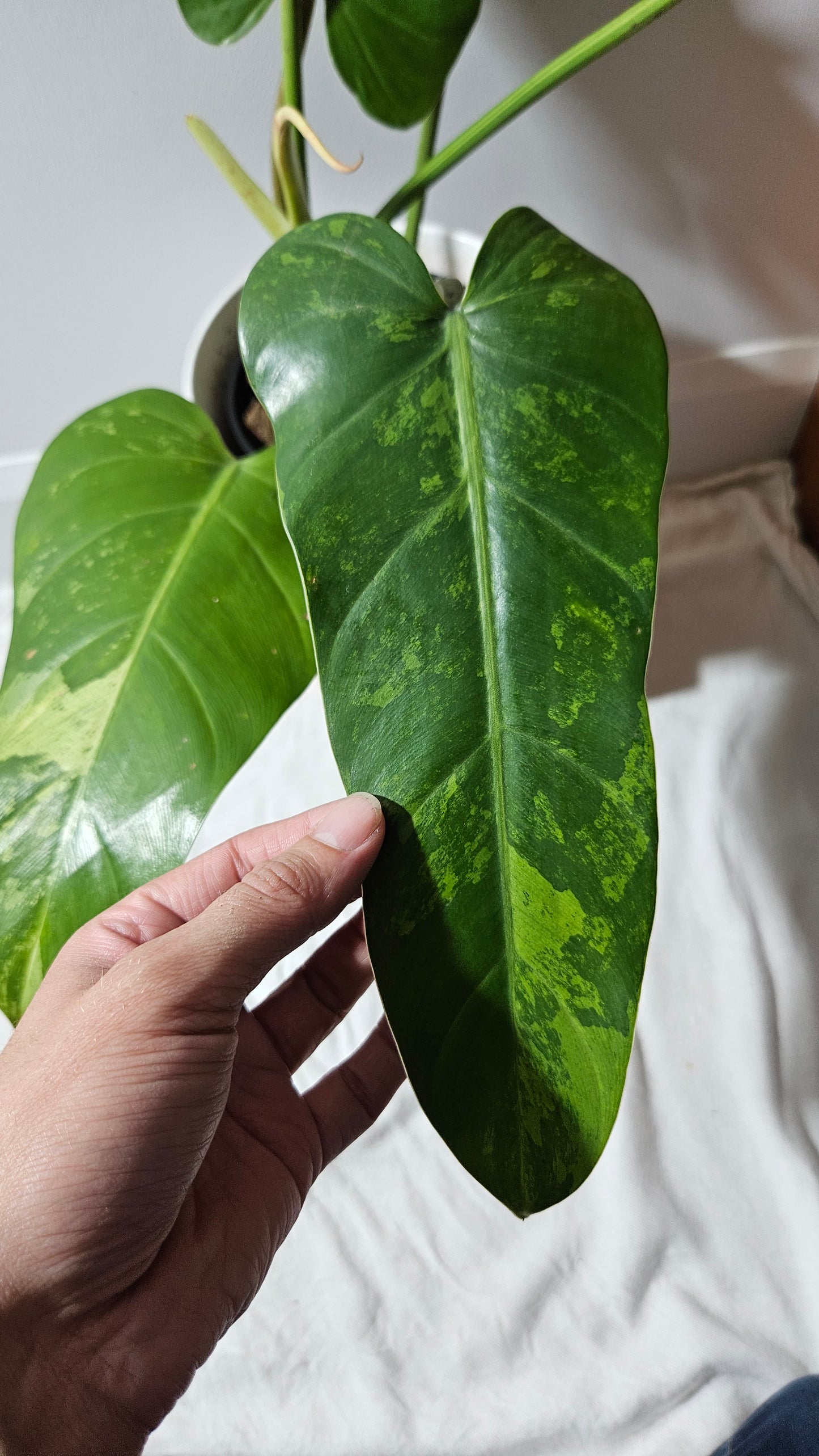 Philodendron whipple Way Variegata (PHI-896)