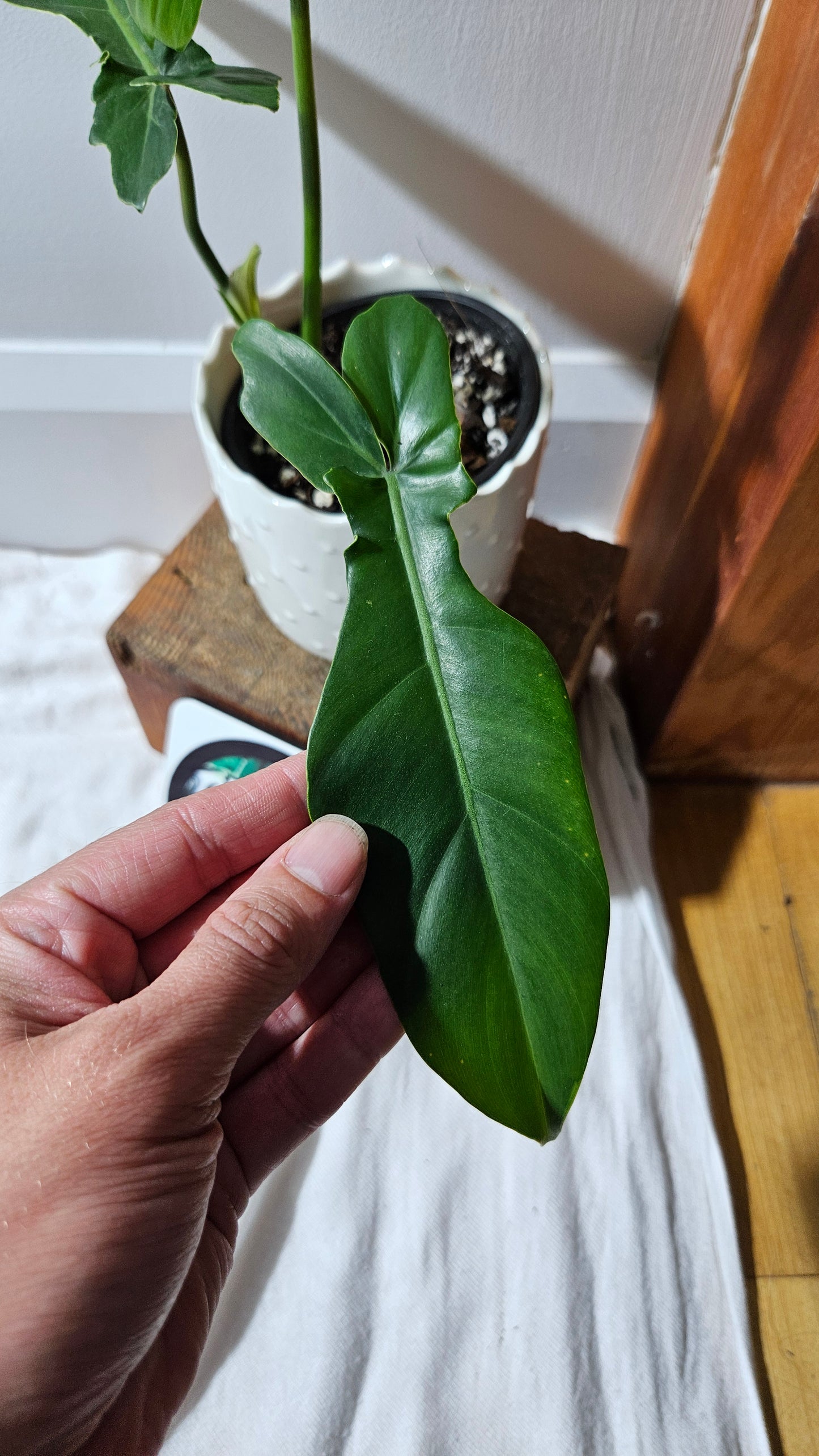Philodendron Florida Beauty X Bob Cee REVERT(PHI-892)