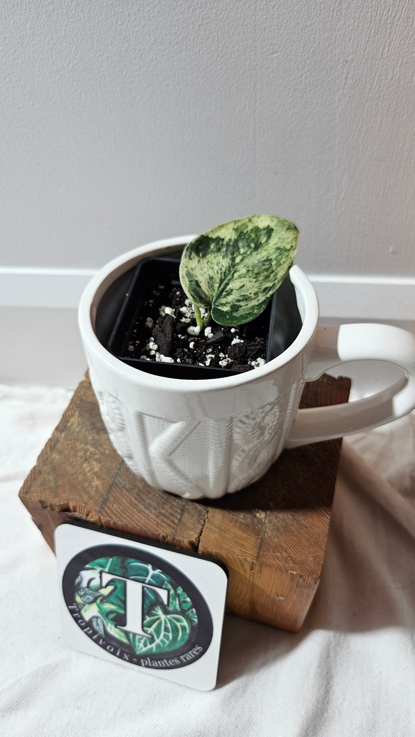 Scindapsus Silver Cloud variegata (SCI-1239)