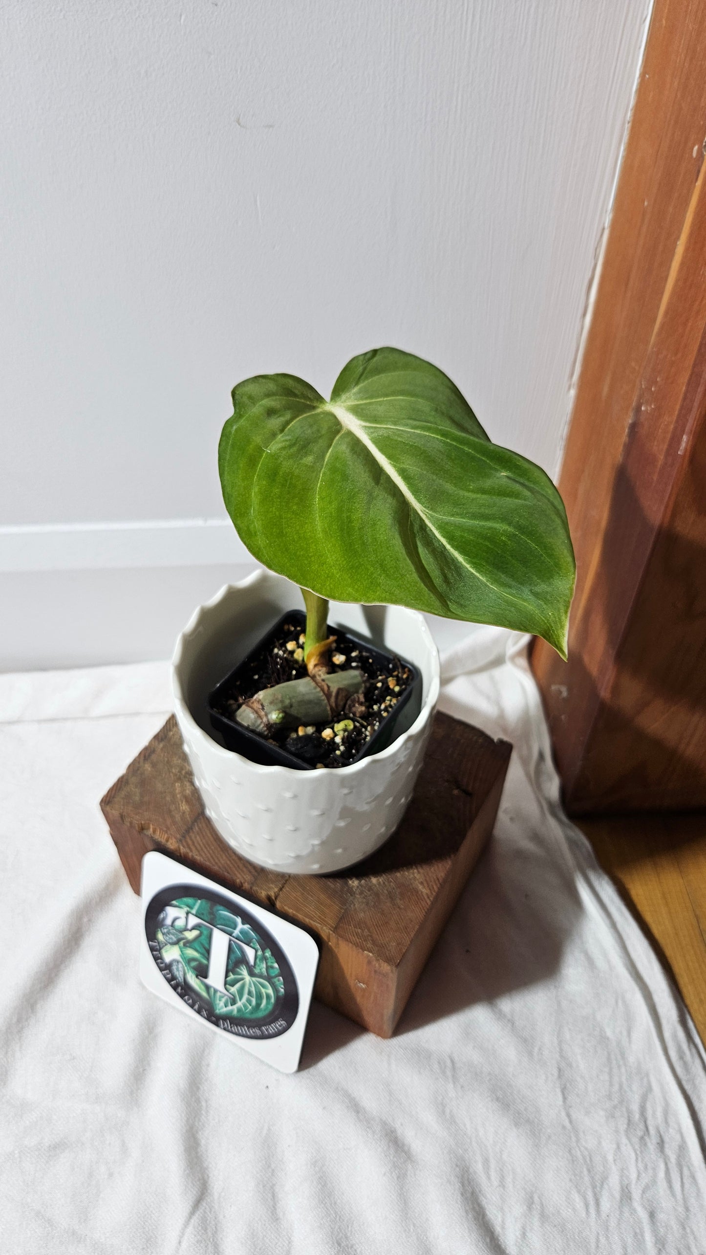 Philodendron Gloriosum x Plowmanii (PHI-815)