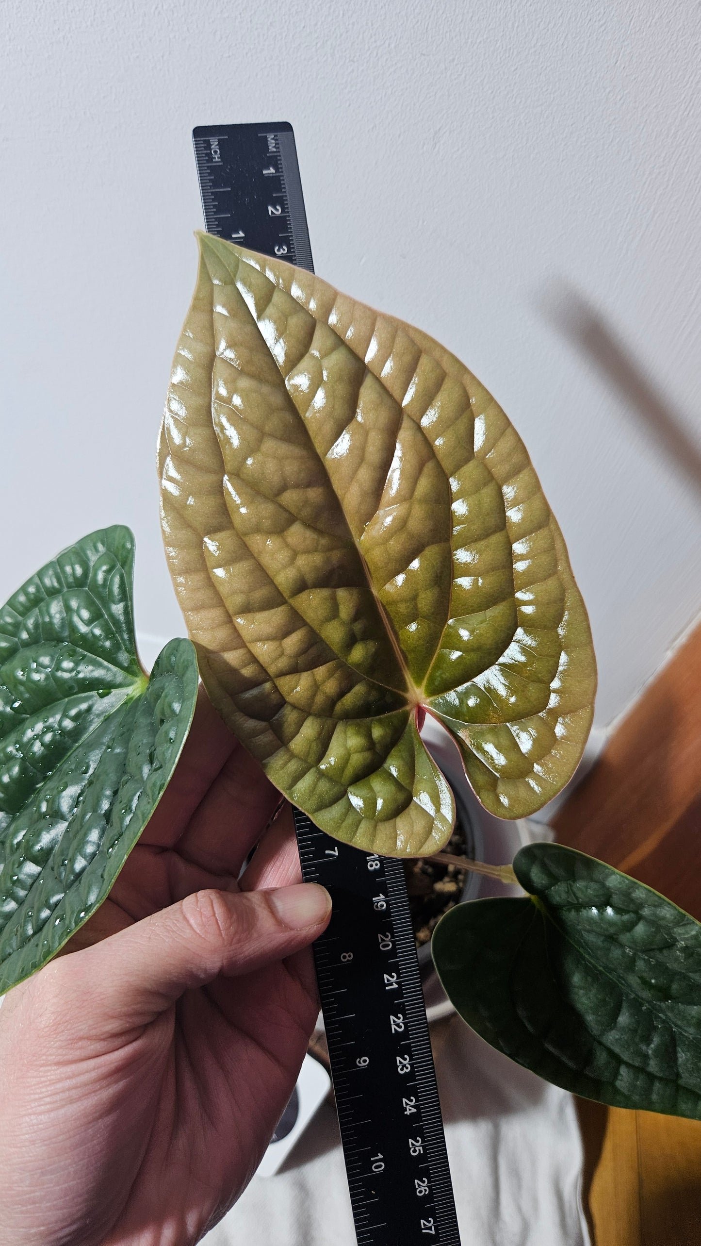 Anthurium Luxurians Super Platinum "format MOYEN" (ANT-394)