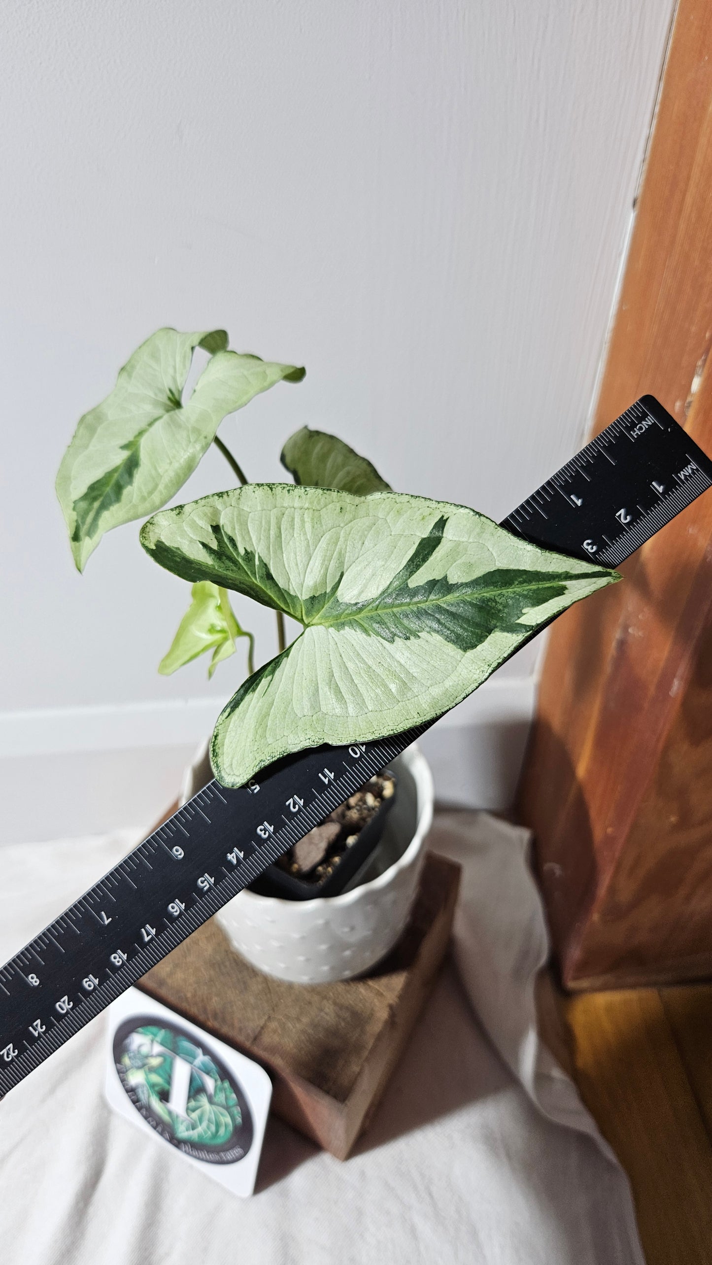 Syngonium Three kings (SYN-345)