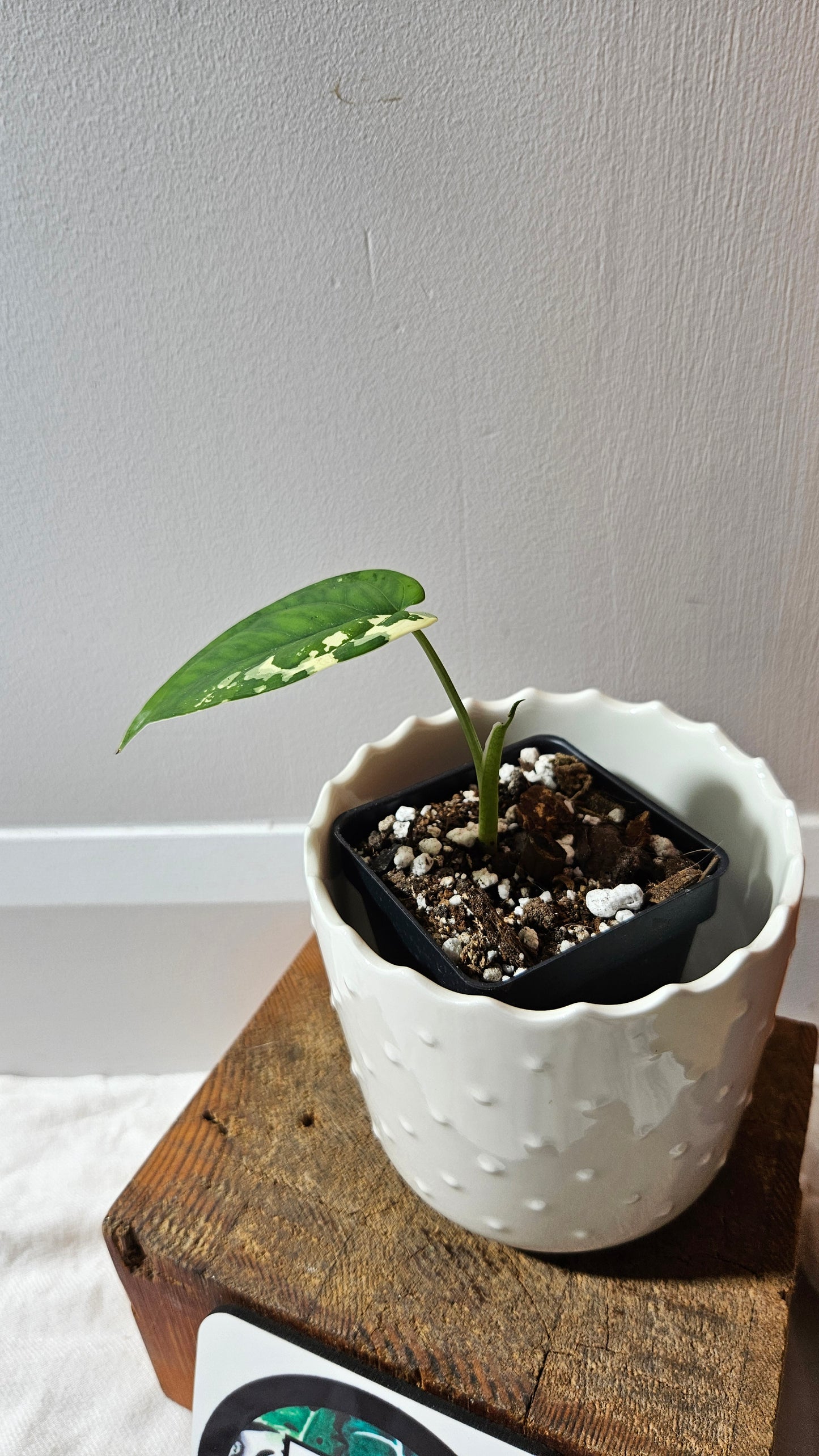 Syngonium Chiapense Albo (SYN-459)