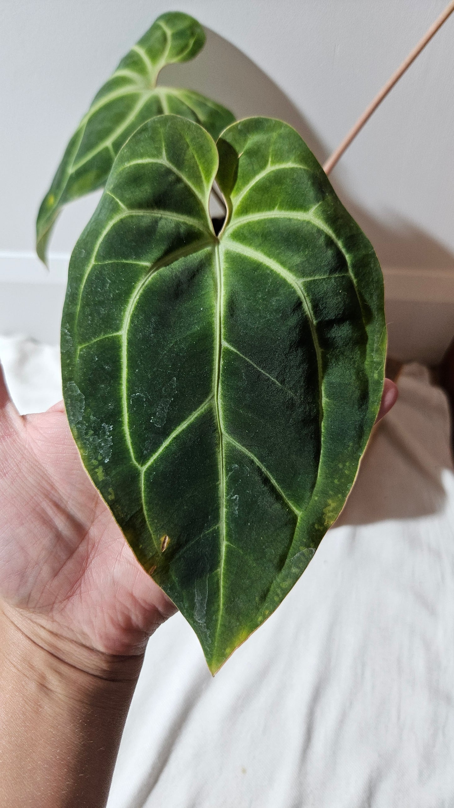 Anthurium Besseae Aff Super Dark "Format MOYEN/LARGE" (ANT-206)