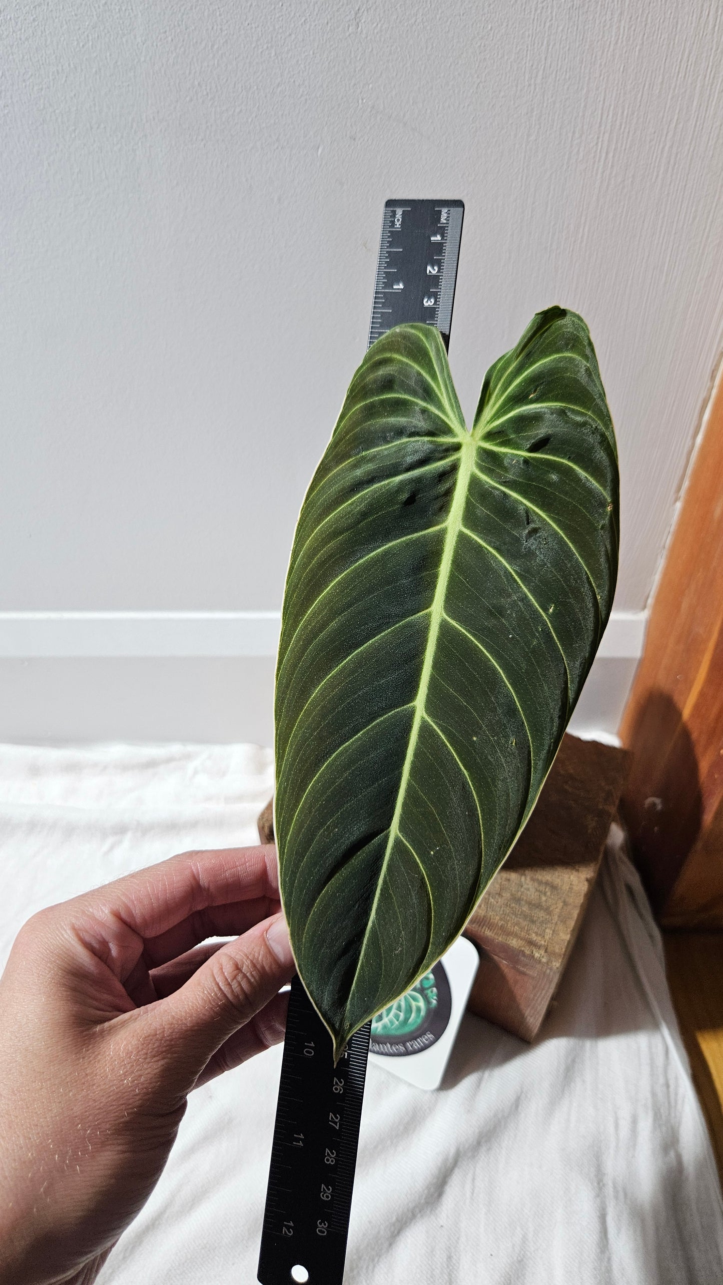 Philodendron Melanochrysum "Large"(PHI-865)