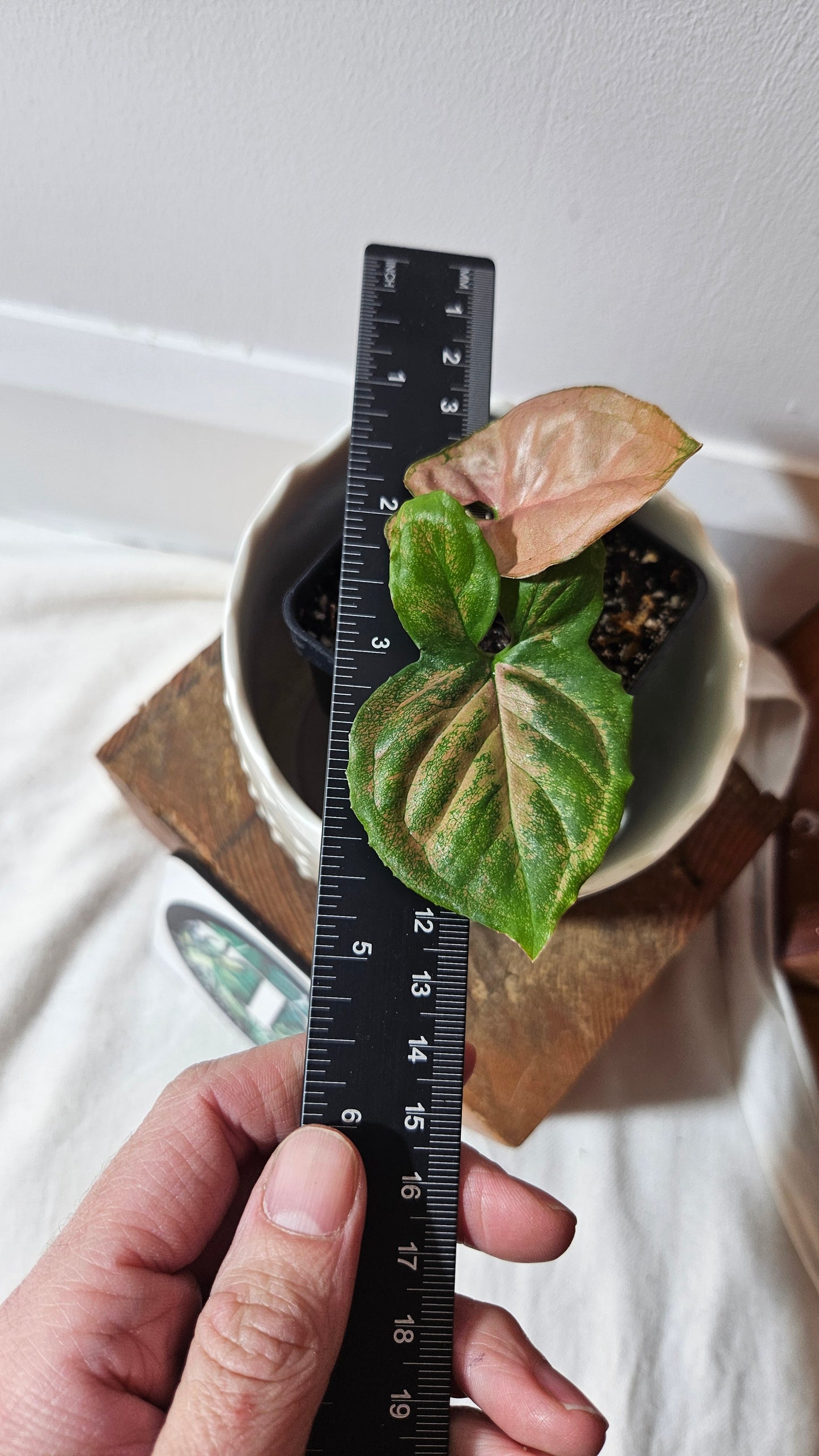 Syngonium Orm Nak Red (SYN-367)