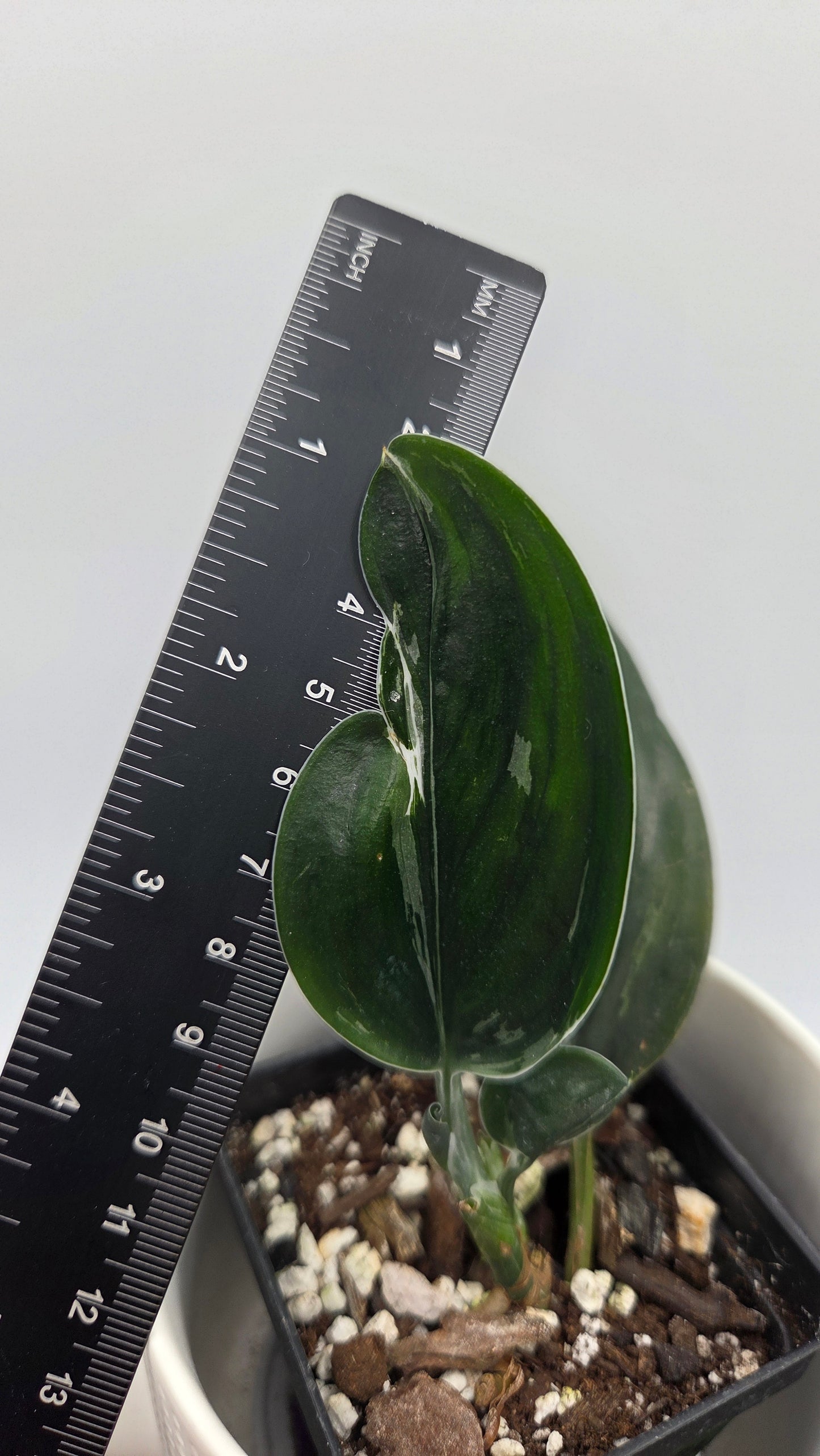 Scindapsus Treubii Dark Form silver (SCI-1198)