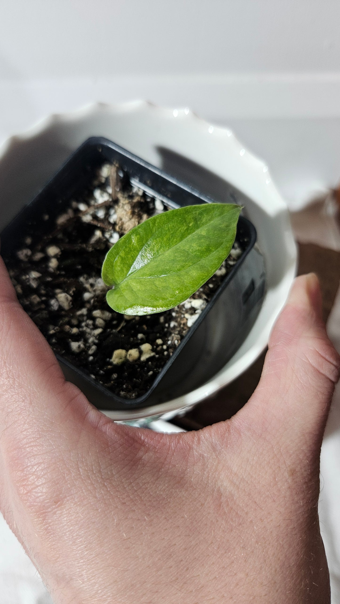 Amydrium Medium Mint Variegata (AMY-029)