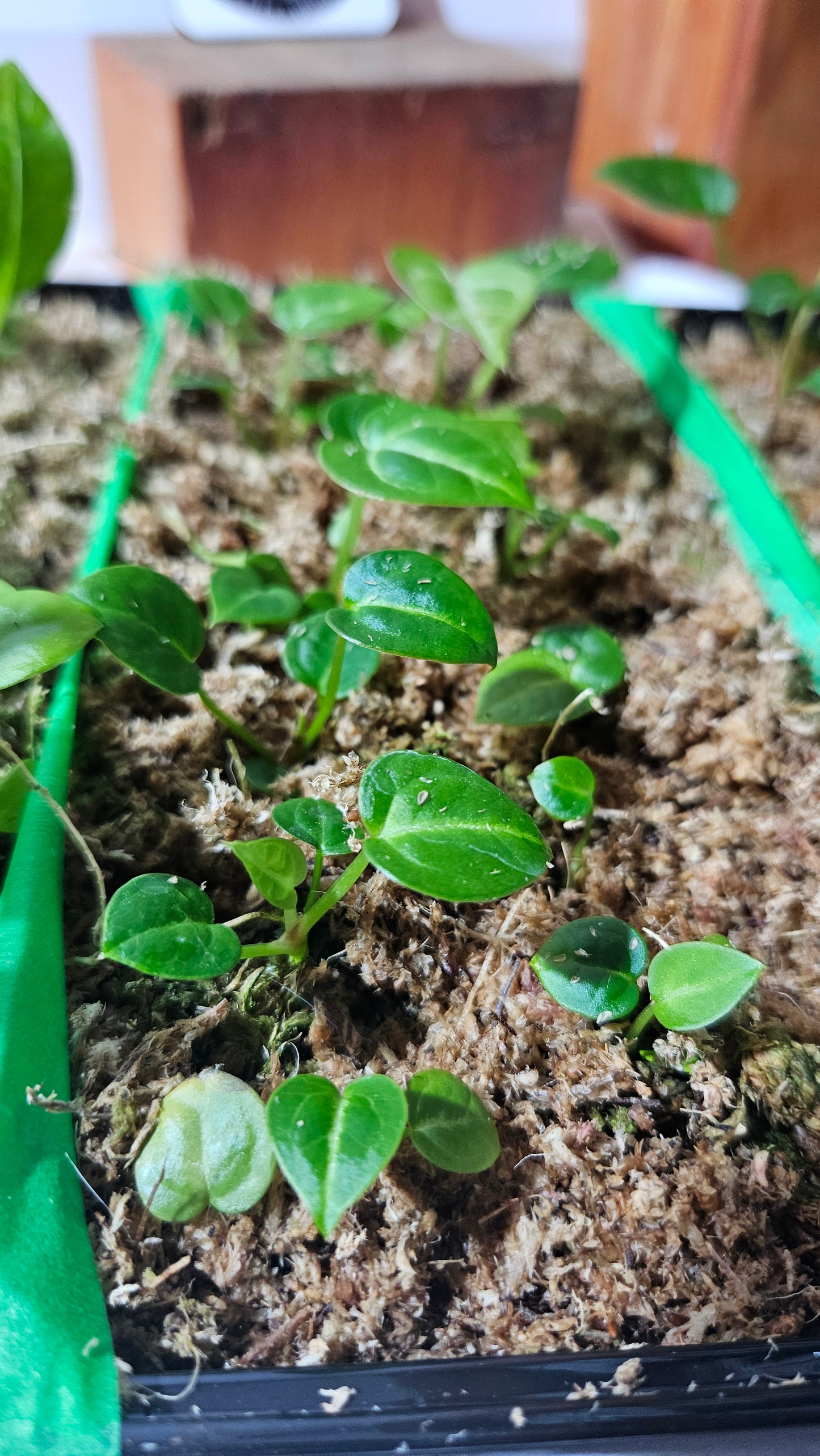Anthurium Silver Hope "format SEEDLING"