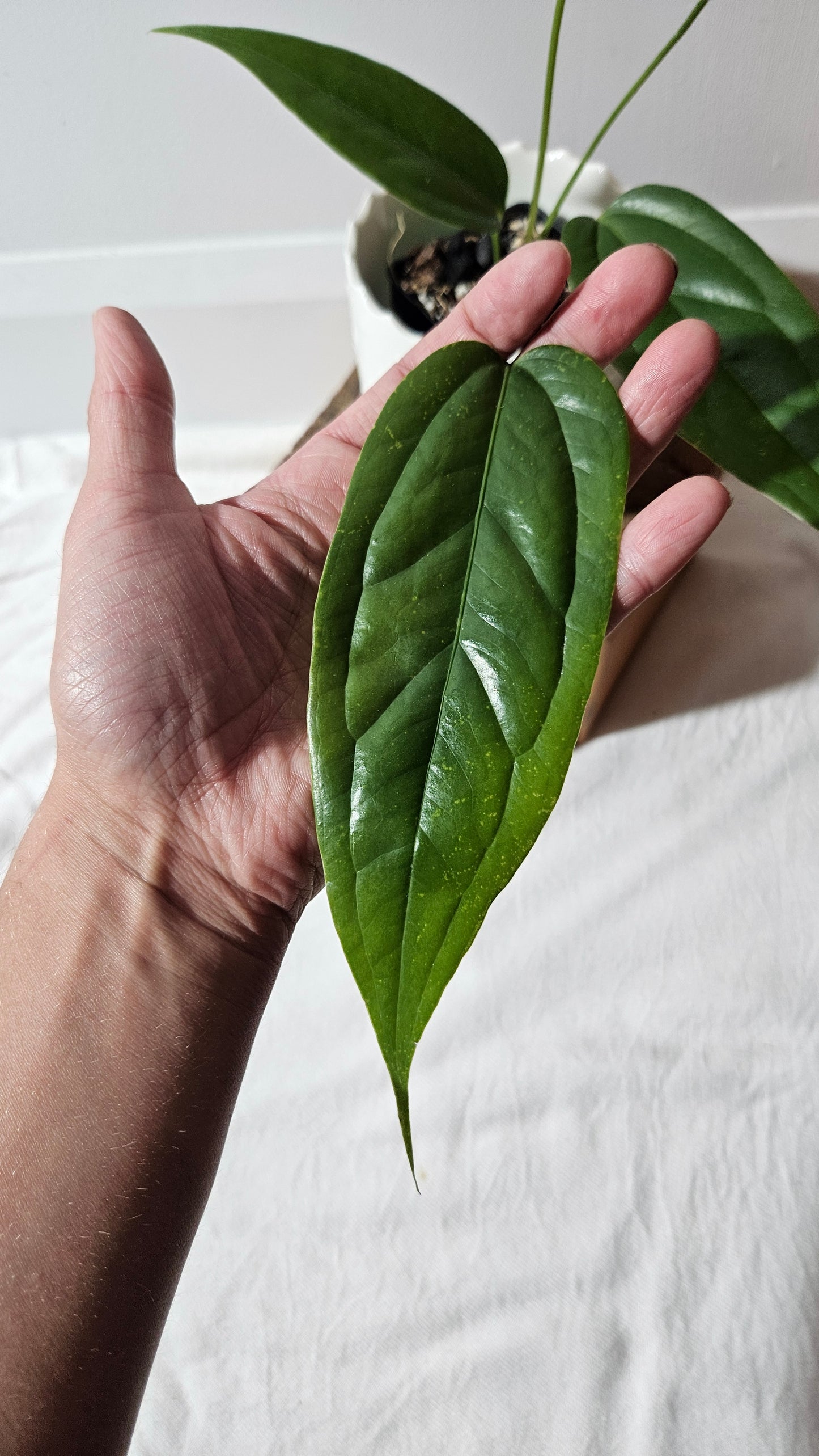 Anthurium Warocqueanum X Esmeraldas "format MOYEN"(ANT-428)
