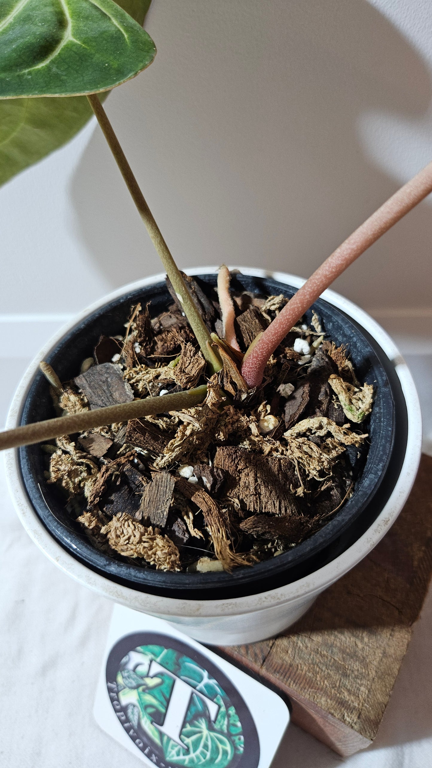 Anthurium Besseae Aff Super Dark "Format MOYEN/LARGE" (ANT-206)