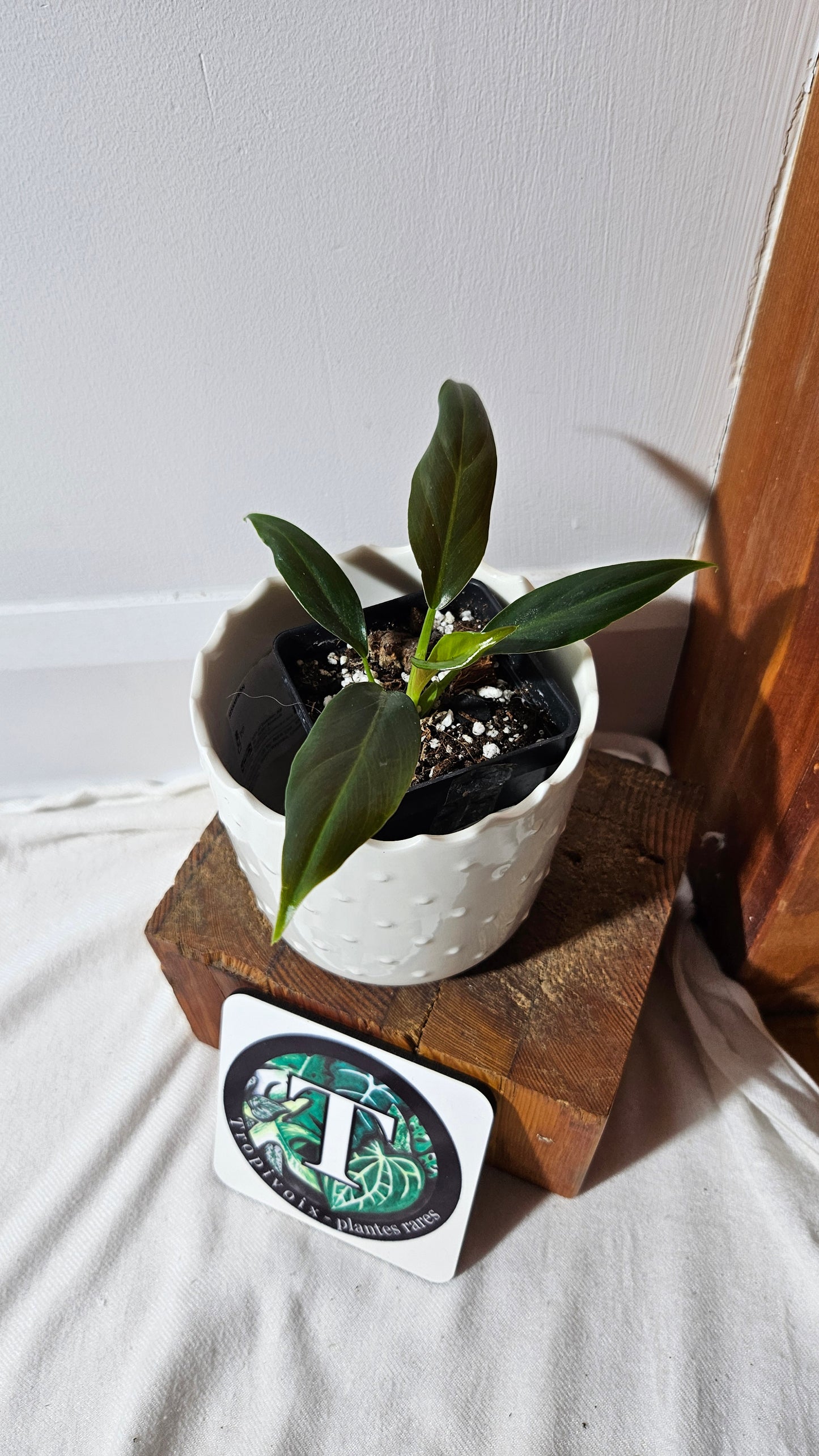 Philodendron Subhastatum Blood (PHI-840)